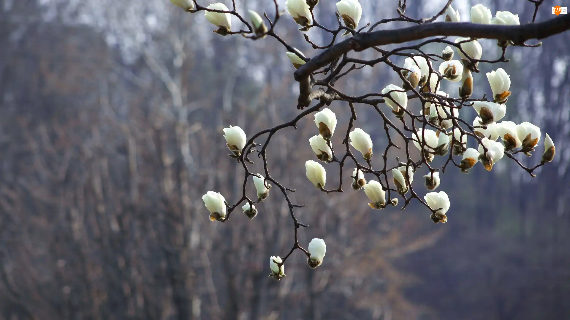 Magnolia, Kwiaty, Gałązka