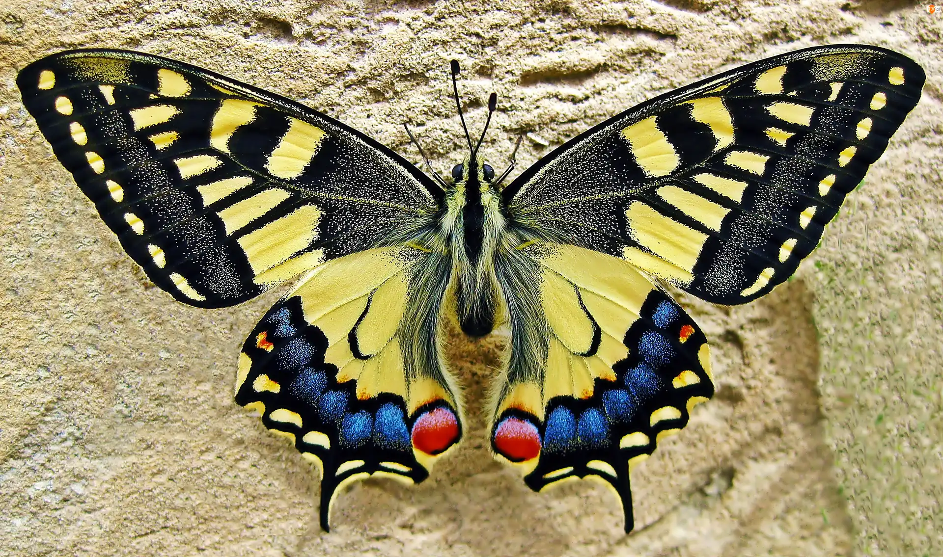 Królowej, Motyl, Paź