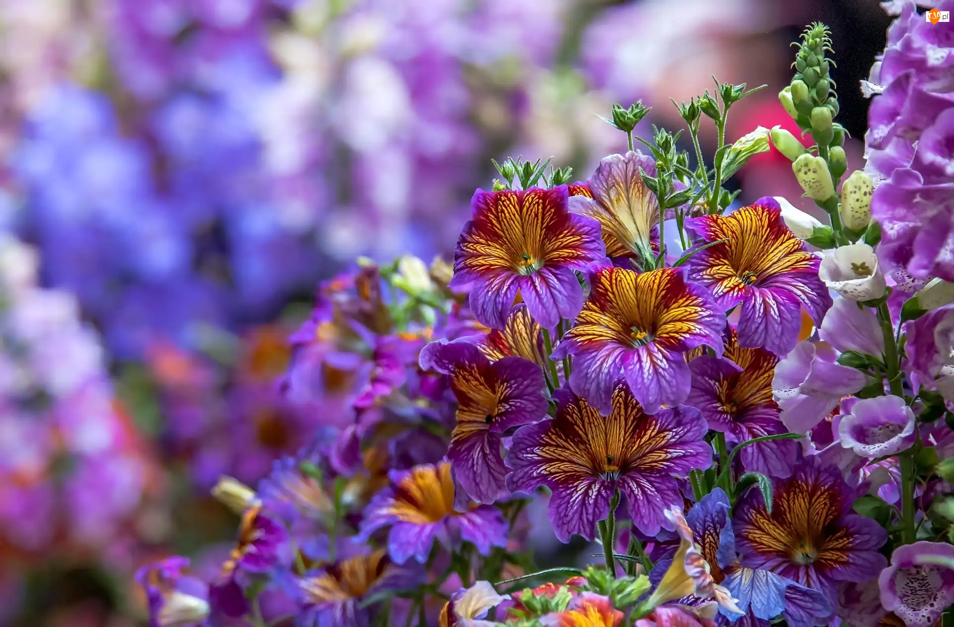Kwiaty, Fioletowe