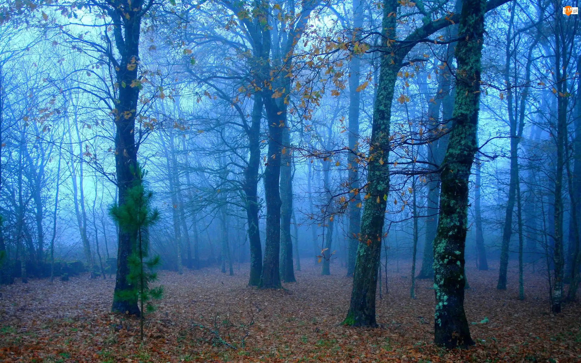 Liście, Las, Mgła