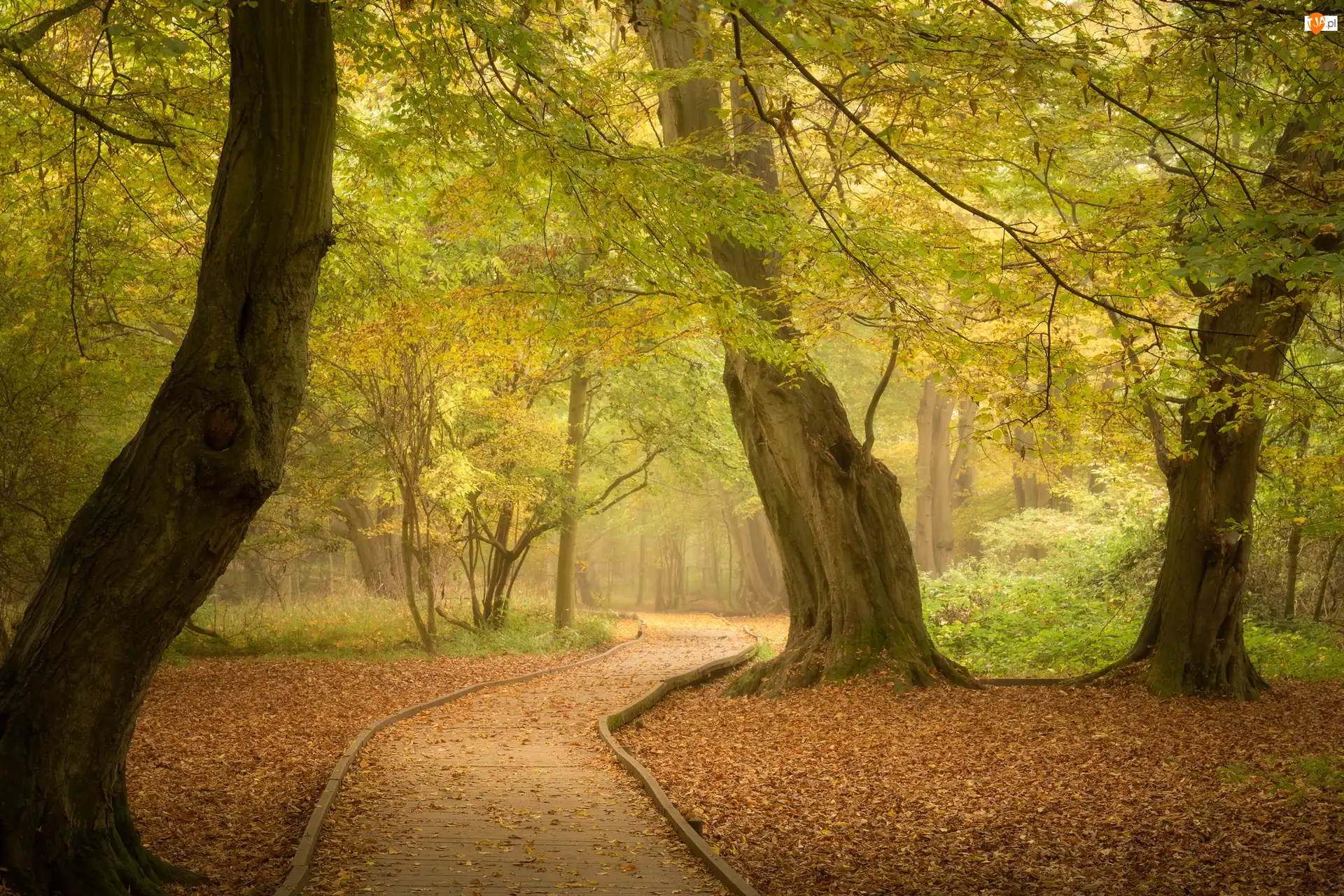 Drzewa, Park, Droga, Mgła