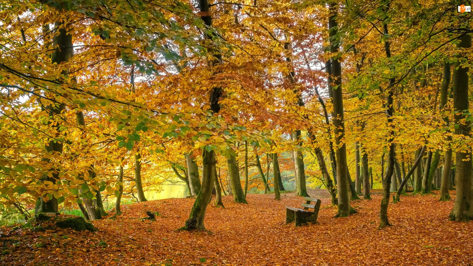 Drzewa, Park, Staw, Jesień, Ławka, Liście
