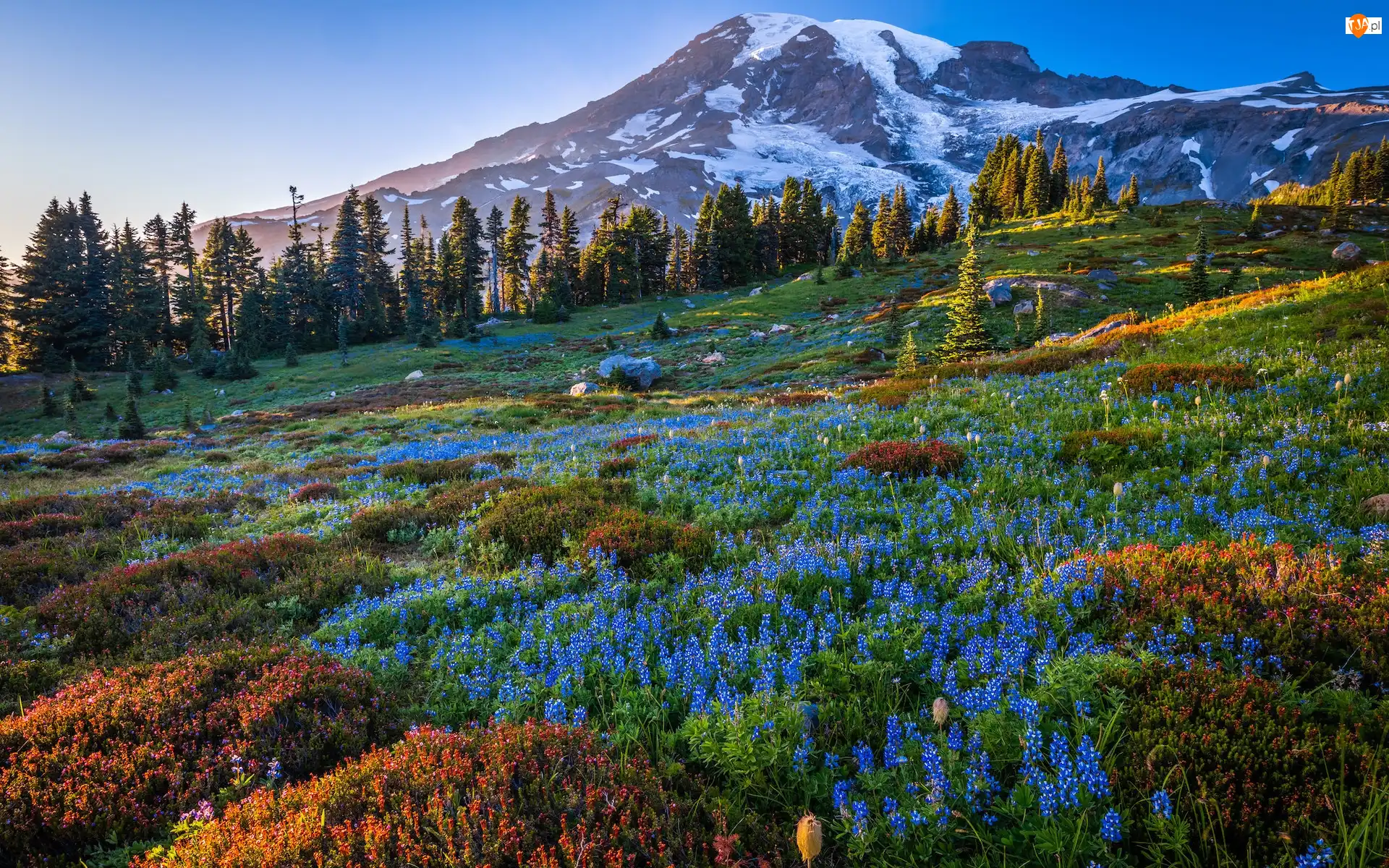 Łubin, Góry, Kwiaty, Stany Zjednoczone, Park Narodowy Mount Rainier, Ośnieżone, Mount Rainier, Niebieskie, Stratowulkan, Drzewa, Łąka, Stan Waszyngton