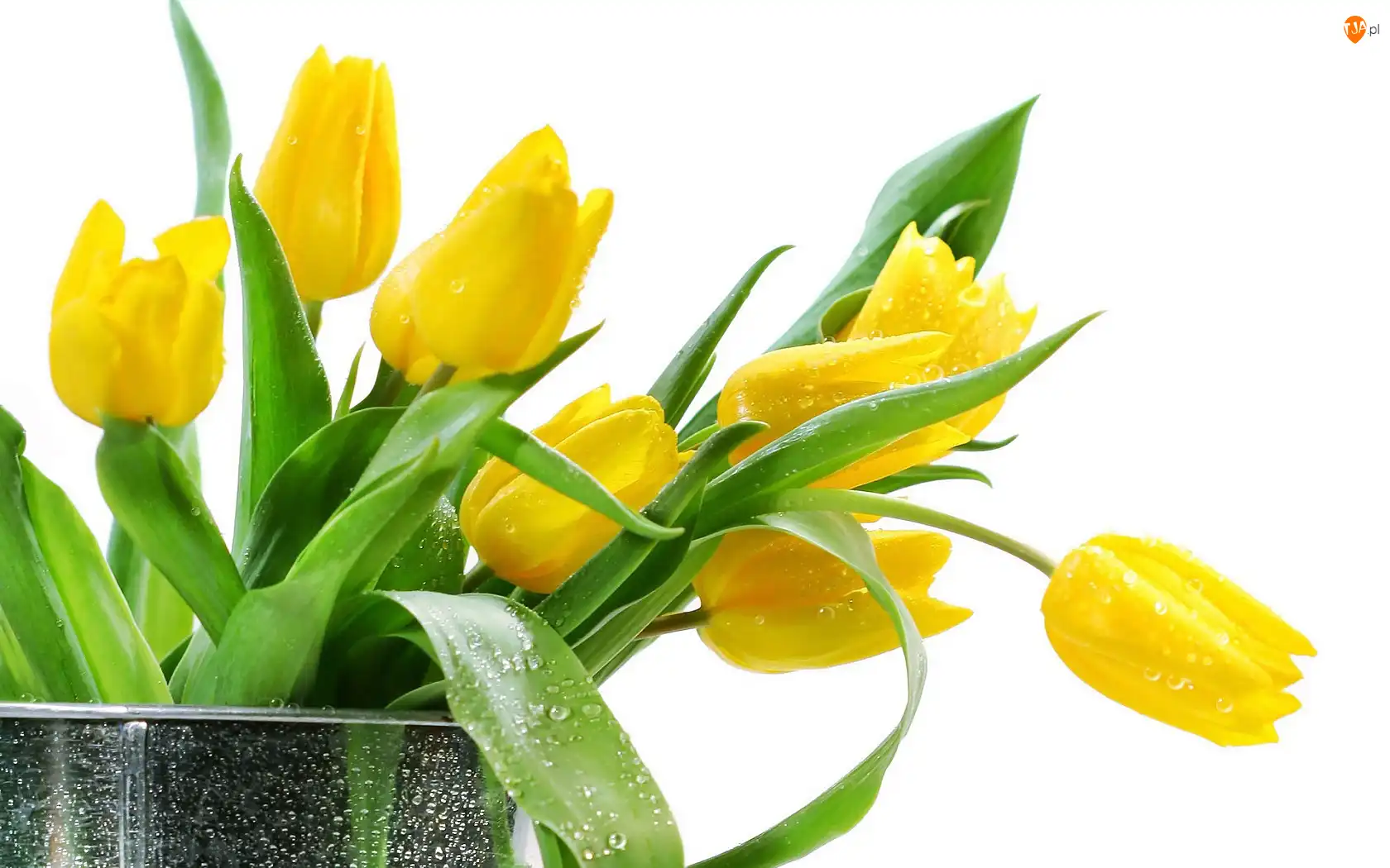 Tulipany, Żółte