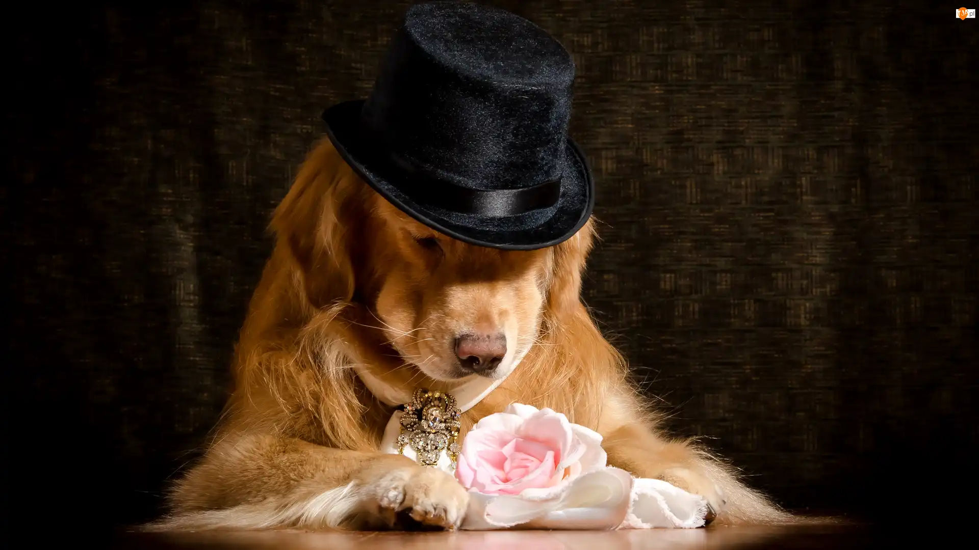 Róża, Pies, Golden retriever, Kapelusz