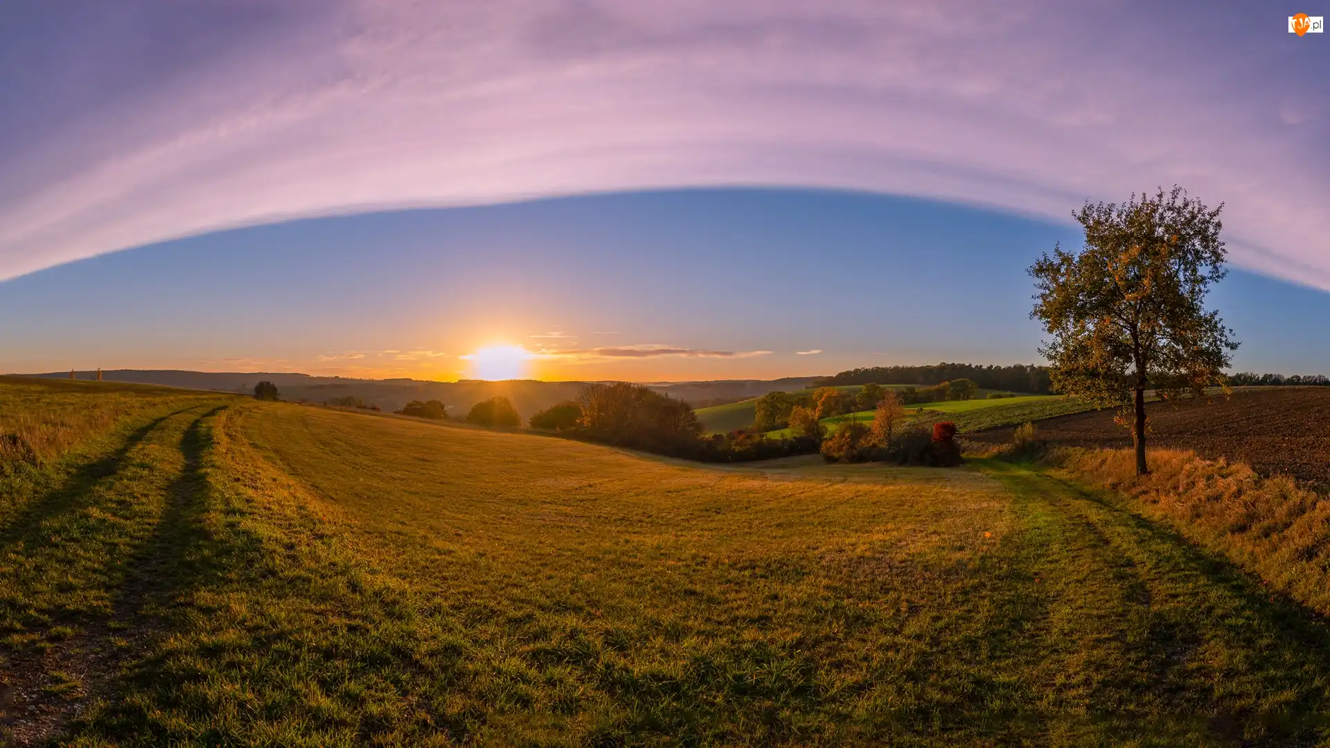 Wschód słońca, Pole, Drzewa