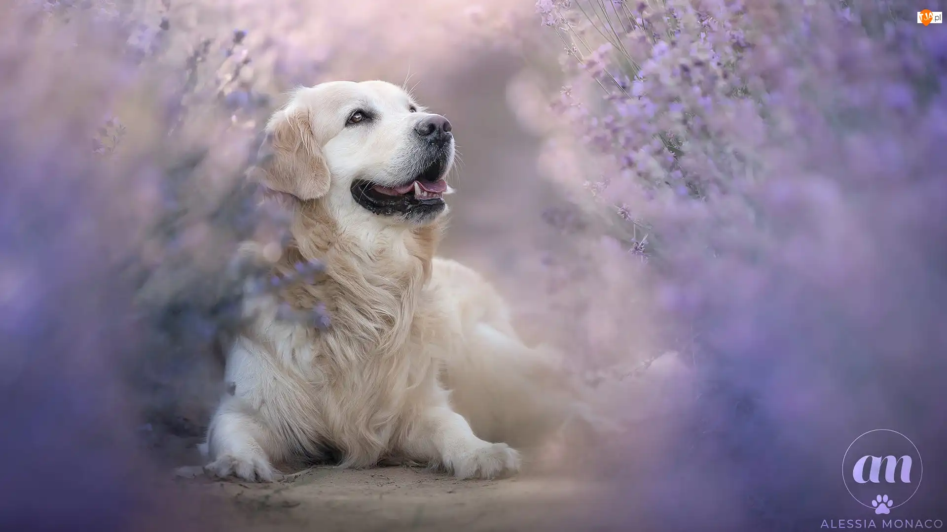 Golden retriever, Leżący, Pies