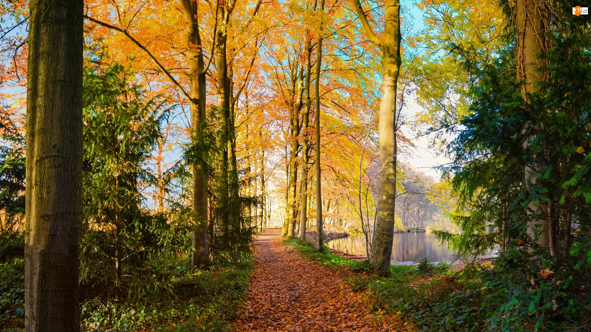Staw, Ścieżka, Drzewa, Park, Jesień