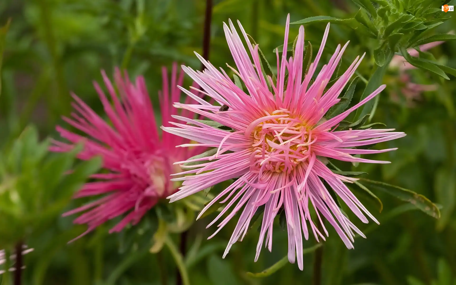 Różowy, Aster, Kwiat