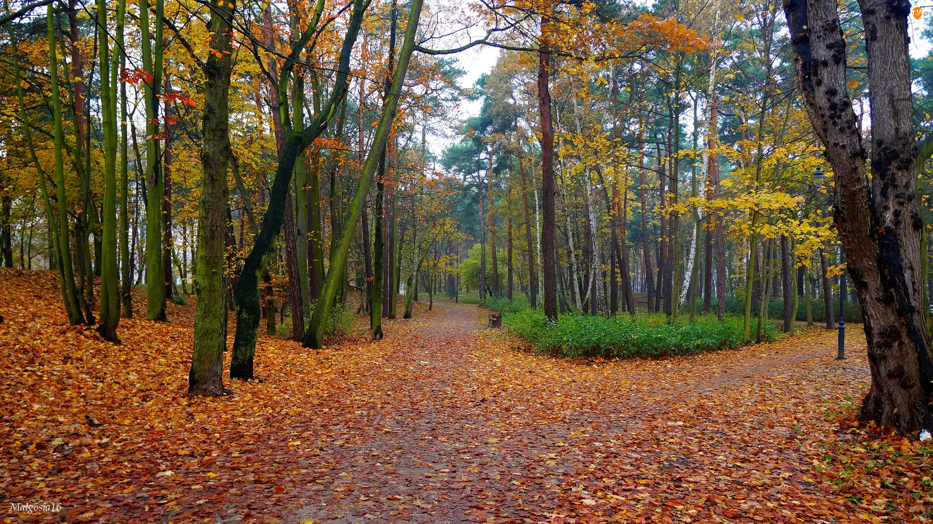 Droga, Drzewa, Park, Jesień, Alejki