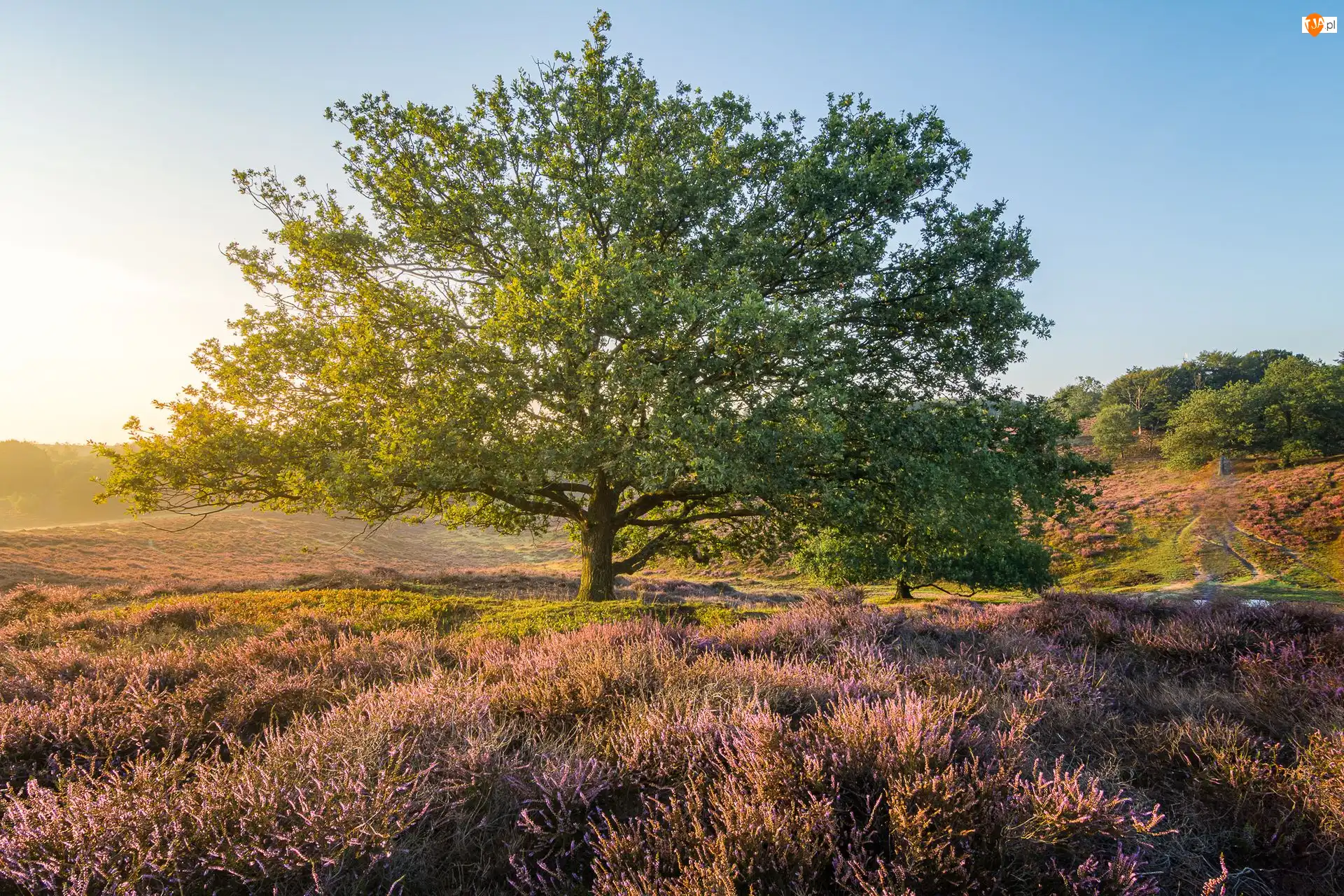 Prowincja Geldria, Holandia, Wrzosowisko, Wschód słońca, Park Narodowy Veluwezoom, Drzewo