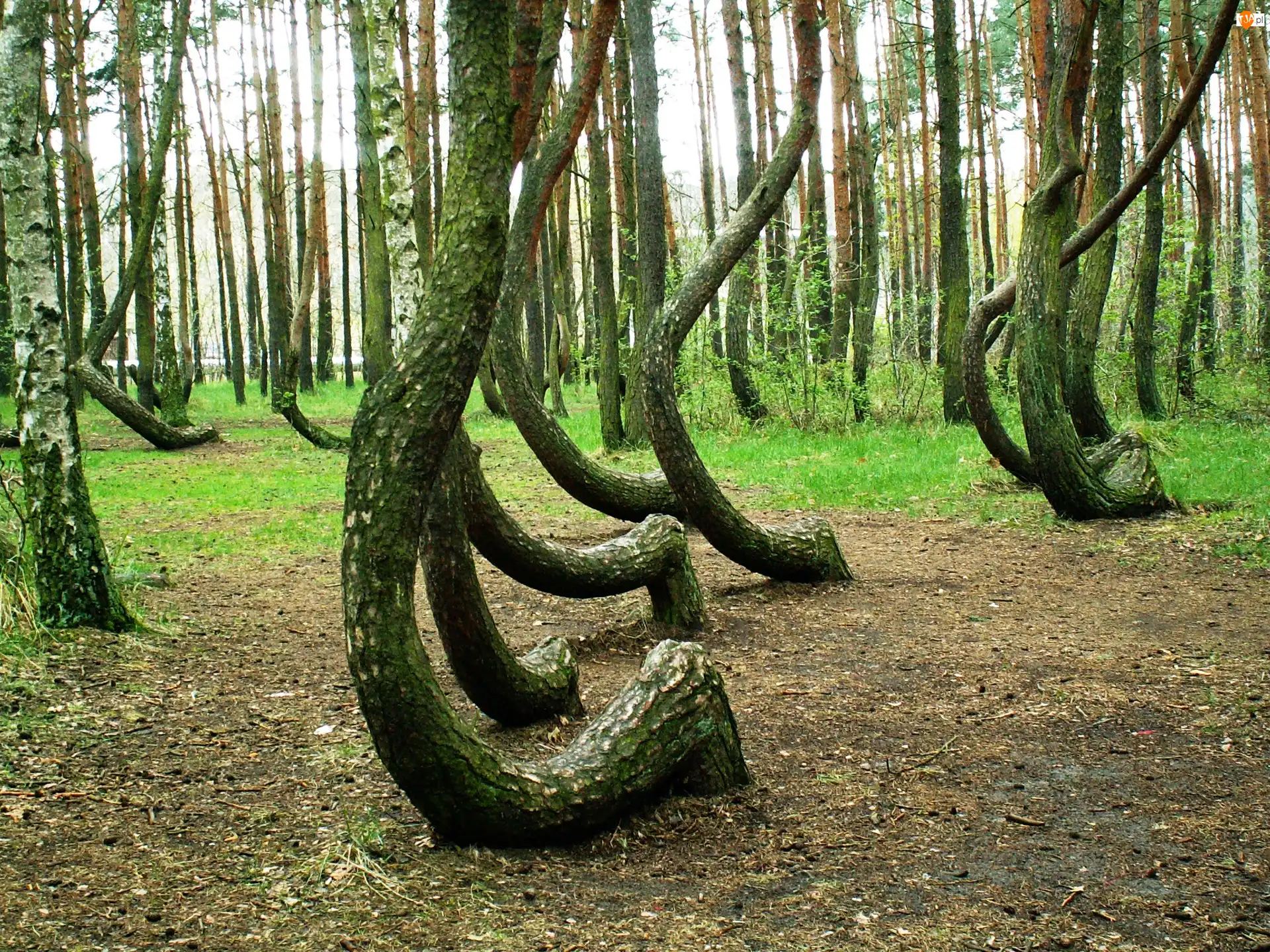 Drzewa, Krzywy, Las