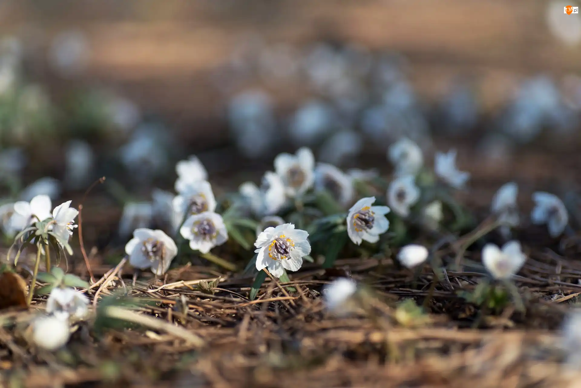 Eranthis pinnatifida, Ściółka, Kwiatki, Wiosenne, Ranniki