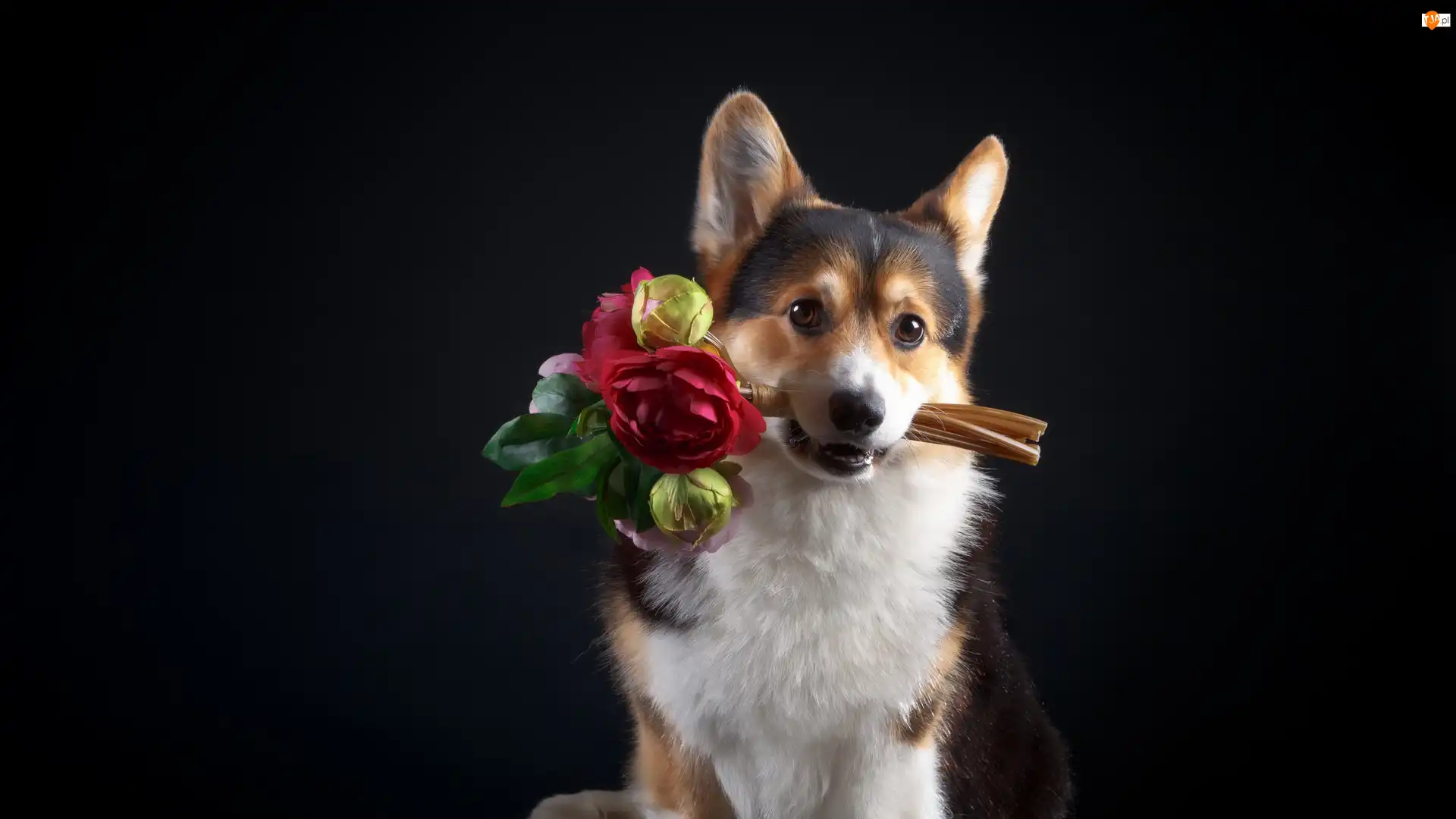Bukiet, Ciemne tło, Welsh corgi pembroke, Pies, Kwiaty