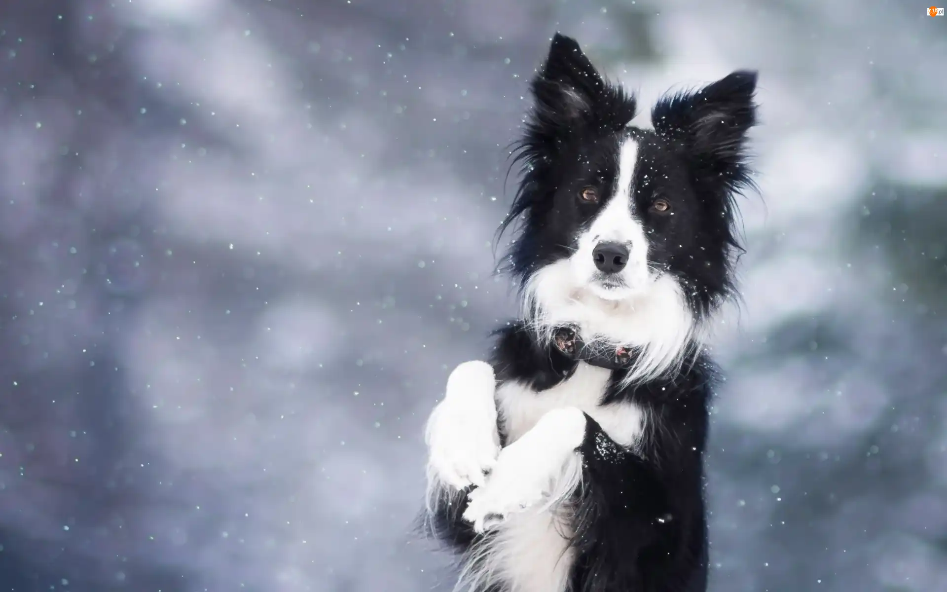 Zima, Border Collie