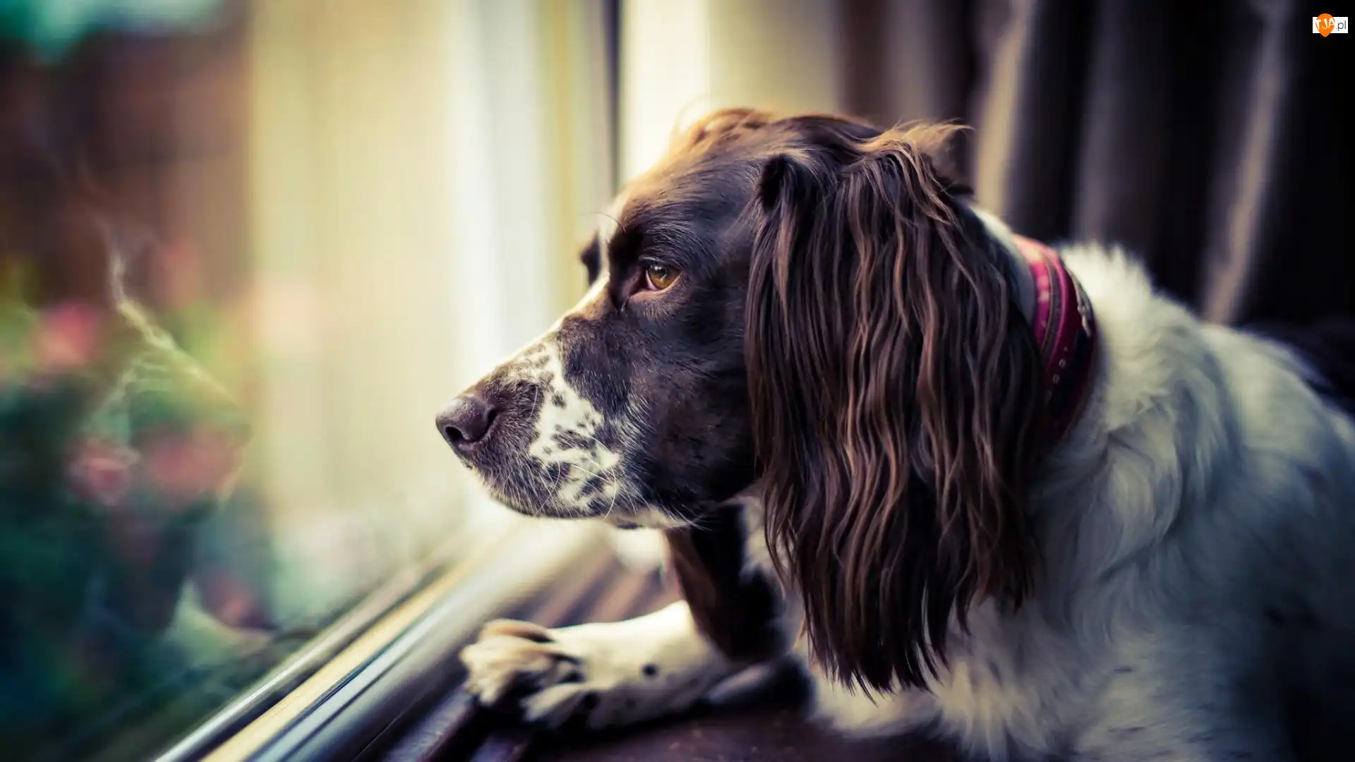 Okno, Smutny, Springer spaniel