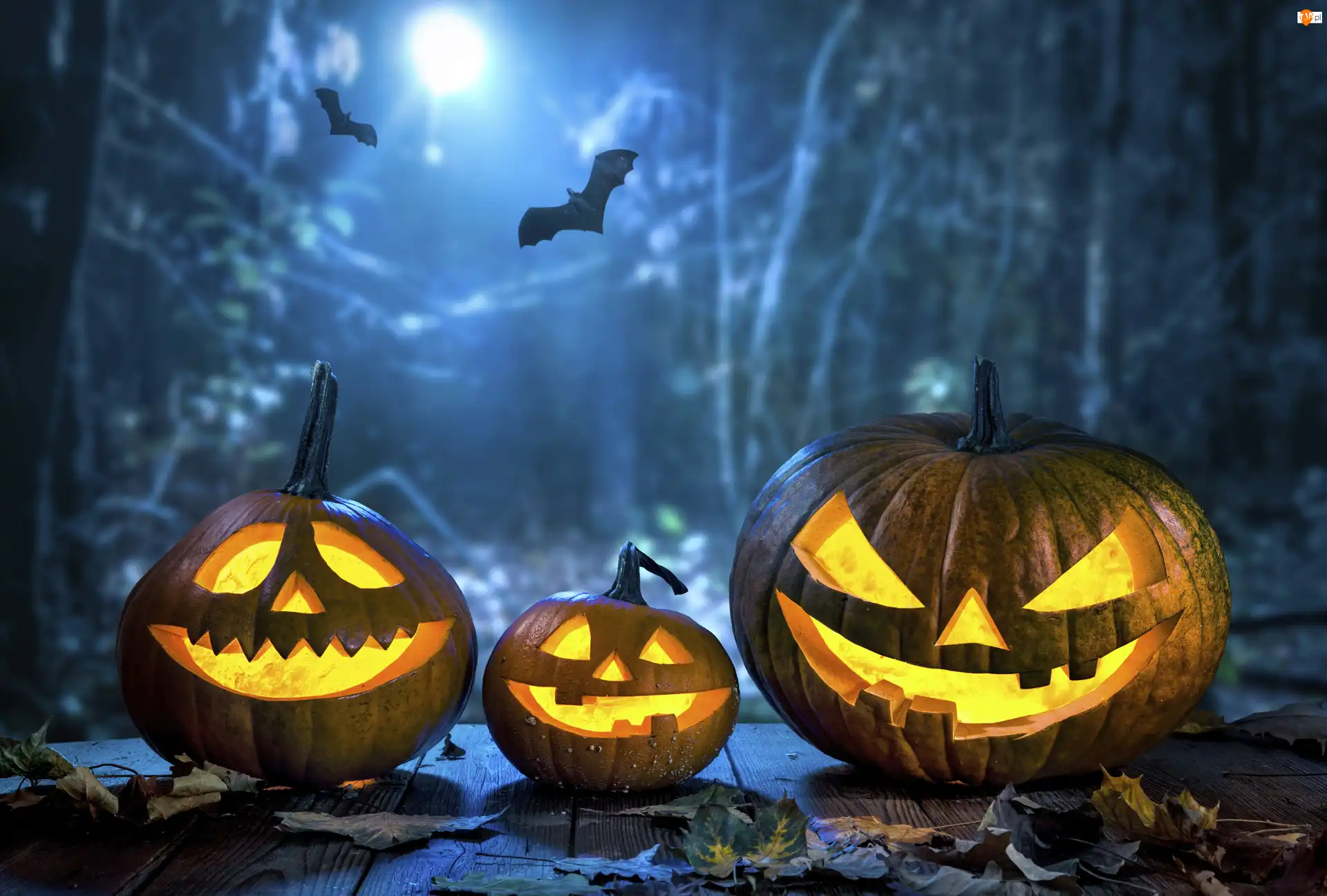 Nietoperze, Halloween, Świecące, Dynie