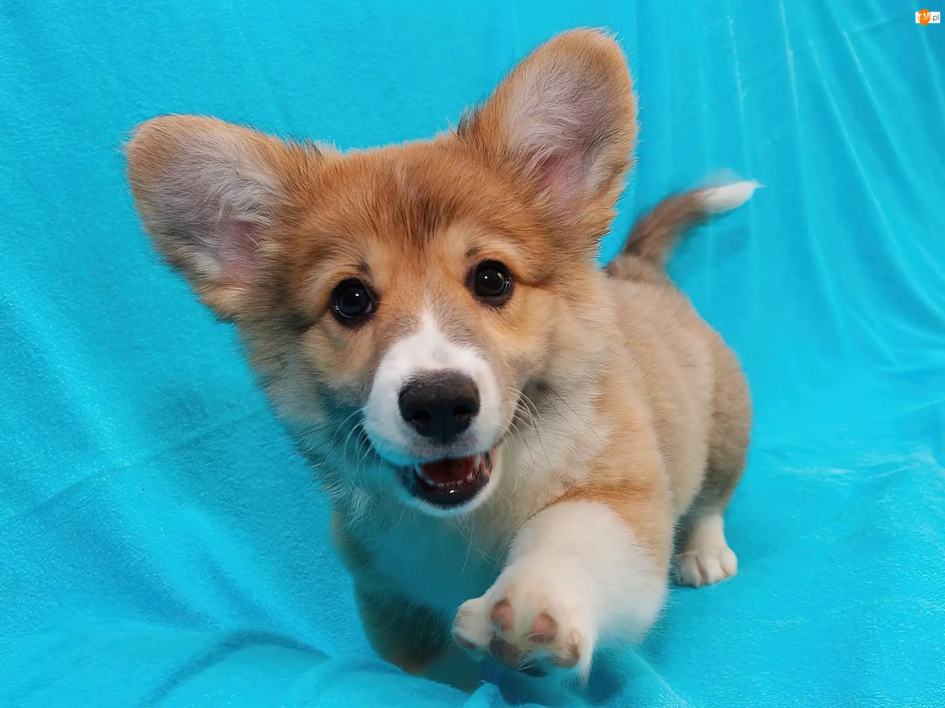 Welsh corgi pembroke, mały, piesek