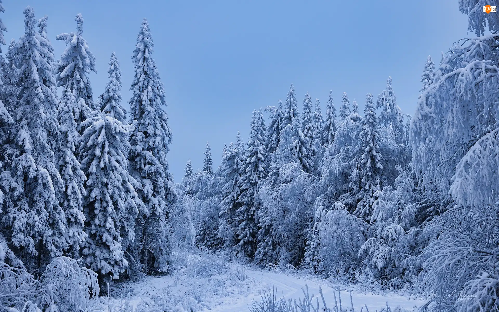 Ośnieżone, Las, Śnieg, Zima, Drzewa iglaste