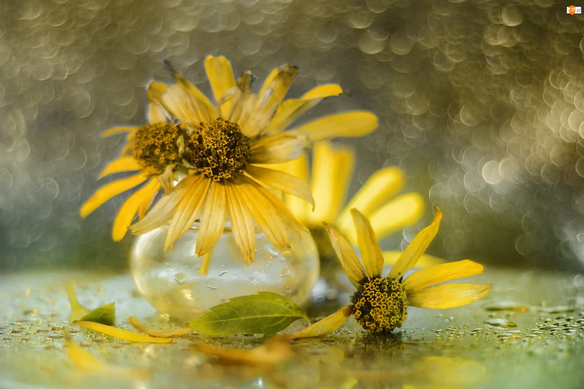 Bokeh, Słoneczniczki szorstkie, Kwiaty, Wazonik