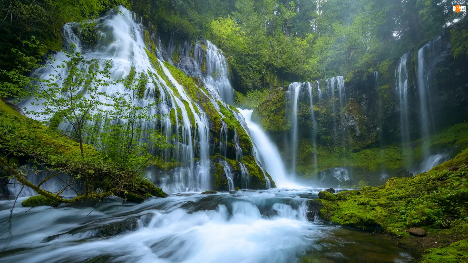 Stan Waszyngton, Drzewa, Gifford Pinchot National Forest, Stany Zjednoczone, Miejsce chronione, Panther Creek Falls, Wodospad