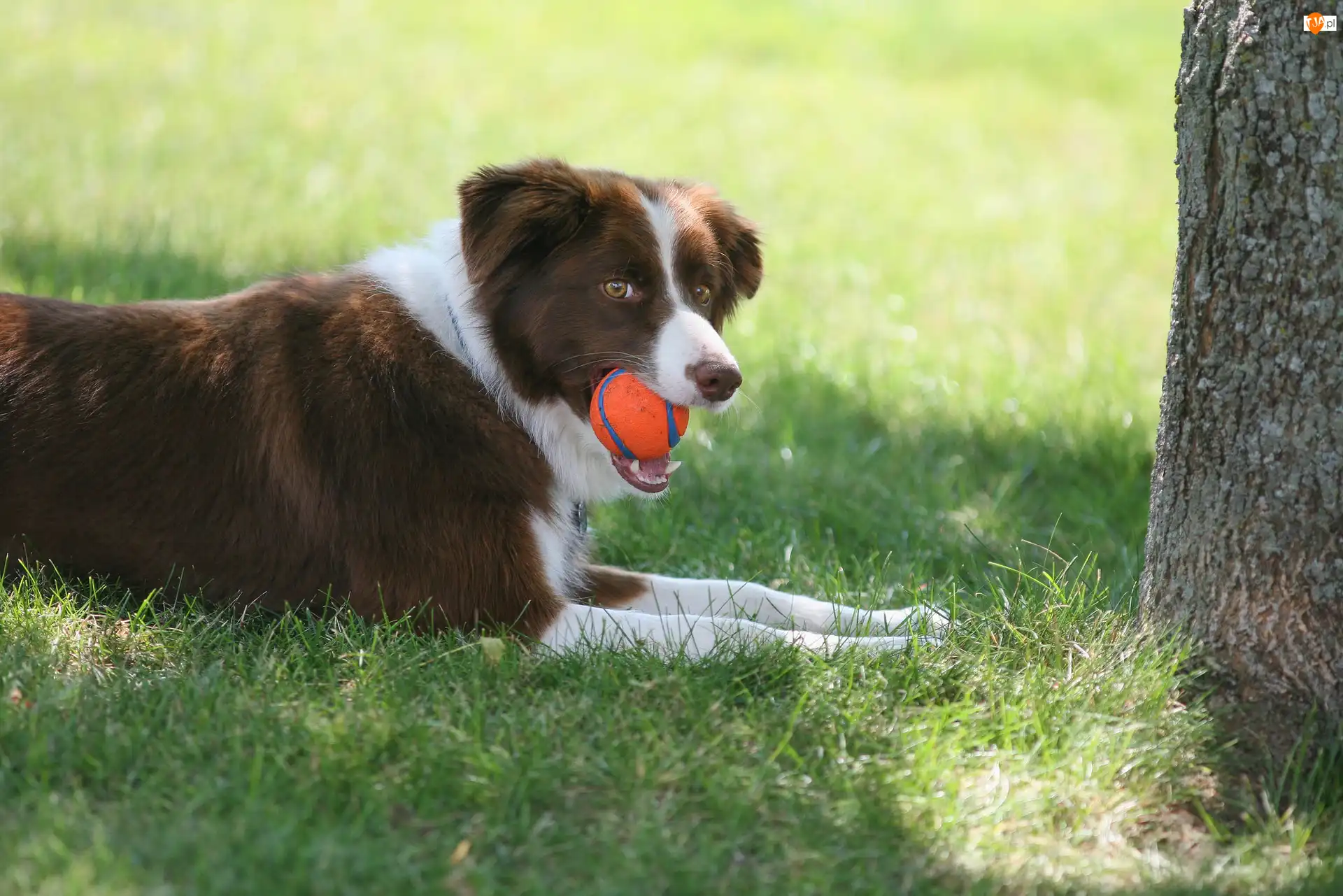 Łąka, Drzewo, Piłeczka, Border collie, Trawa