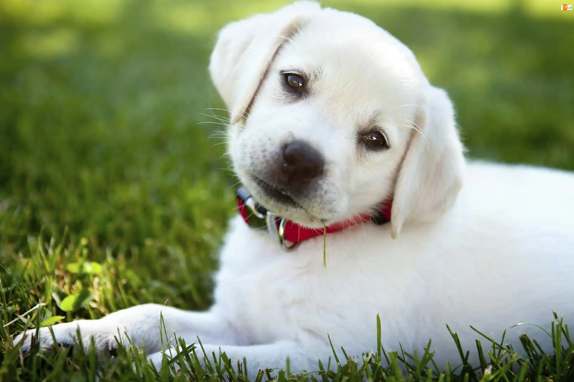 Labrador retriever, Trawa, Szczeniak, Biały, Obroża