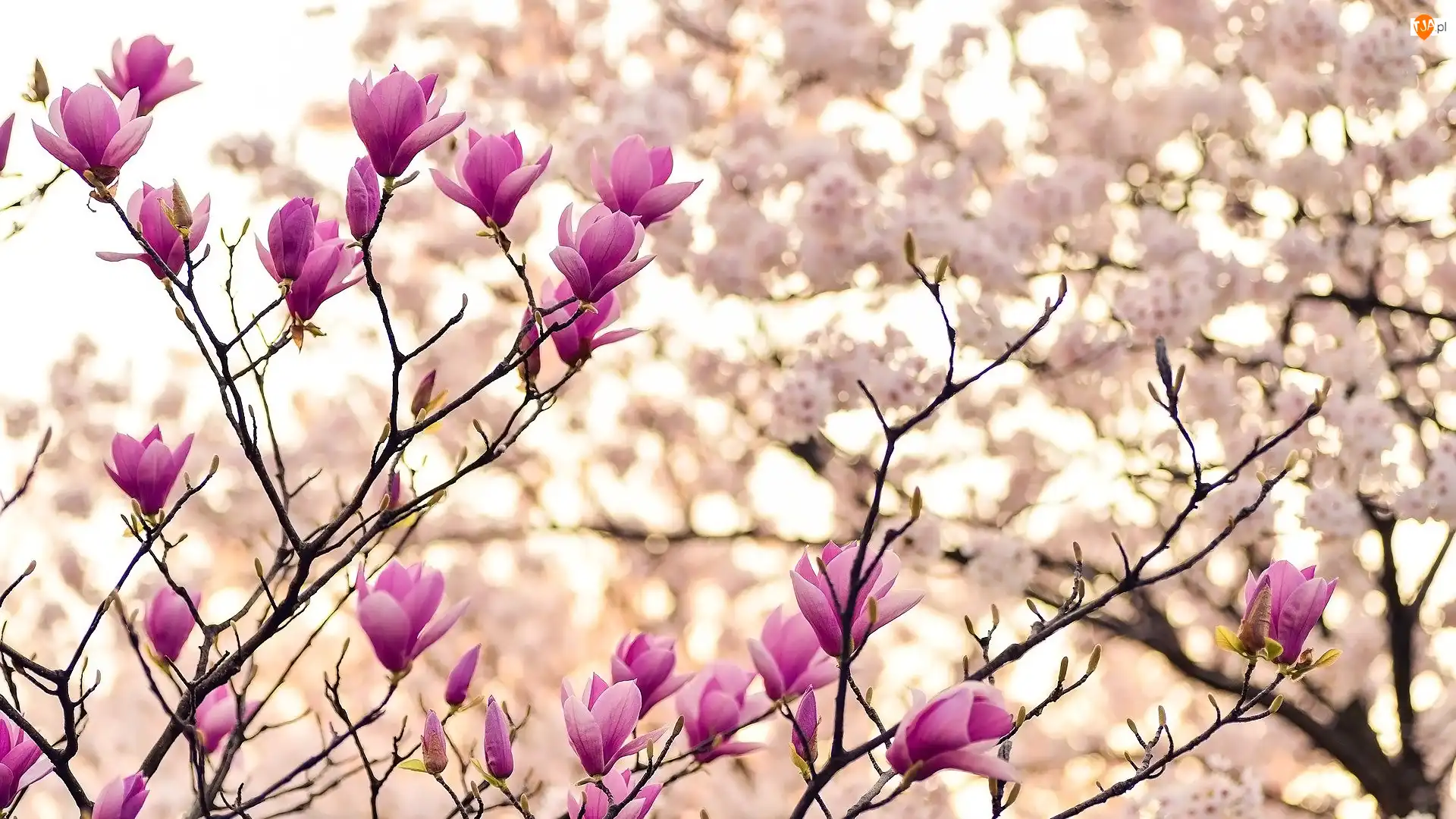 Różowe, Gałązki, Magnolia, Kwiaty