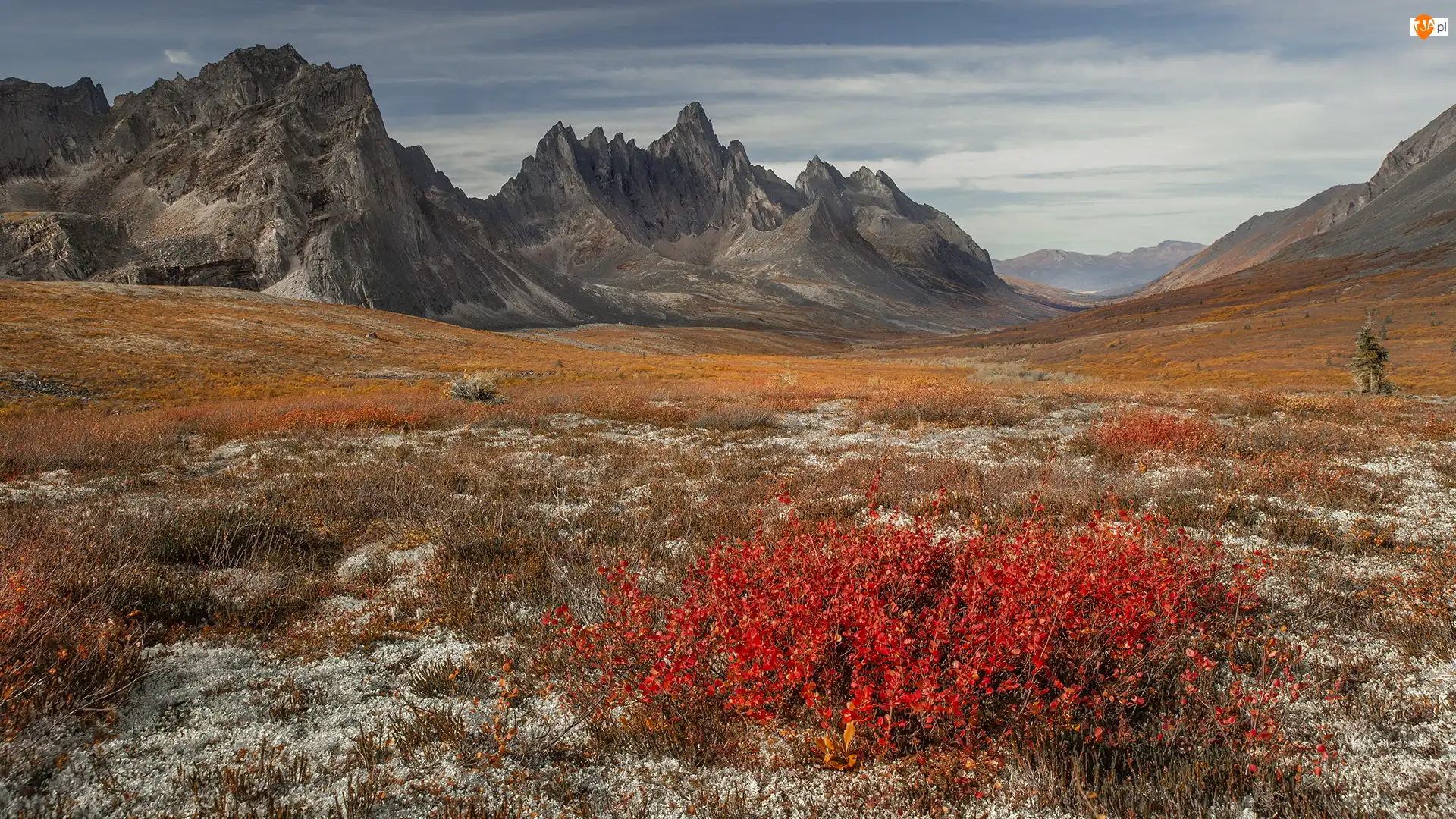 Rośliny, Park, Jesień, Jukon, Tombstone Territorial Park, Kolorowe, Kanada, Góry Ogilvie