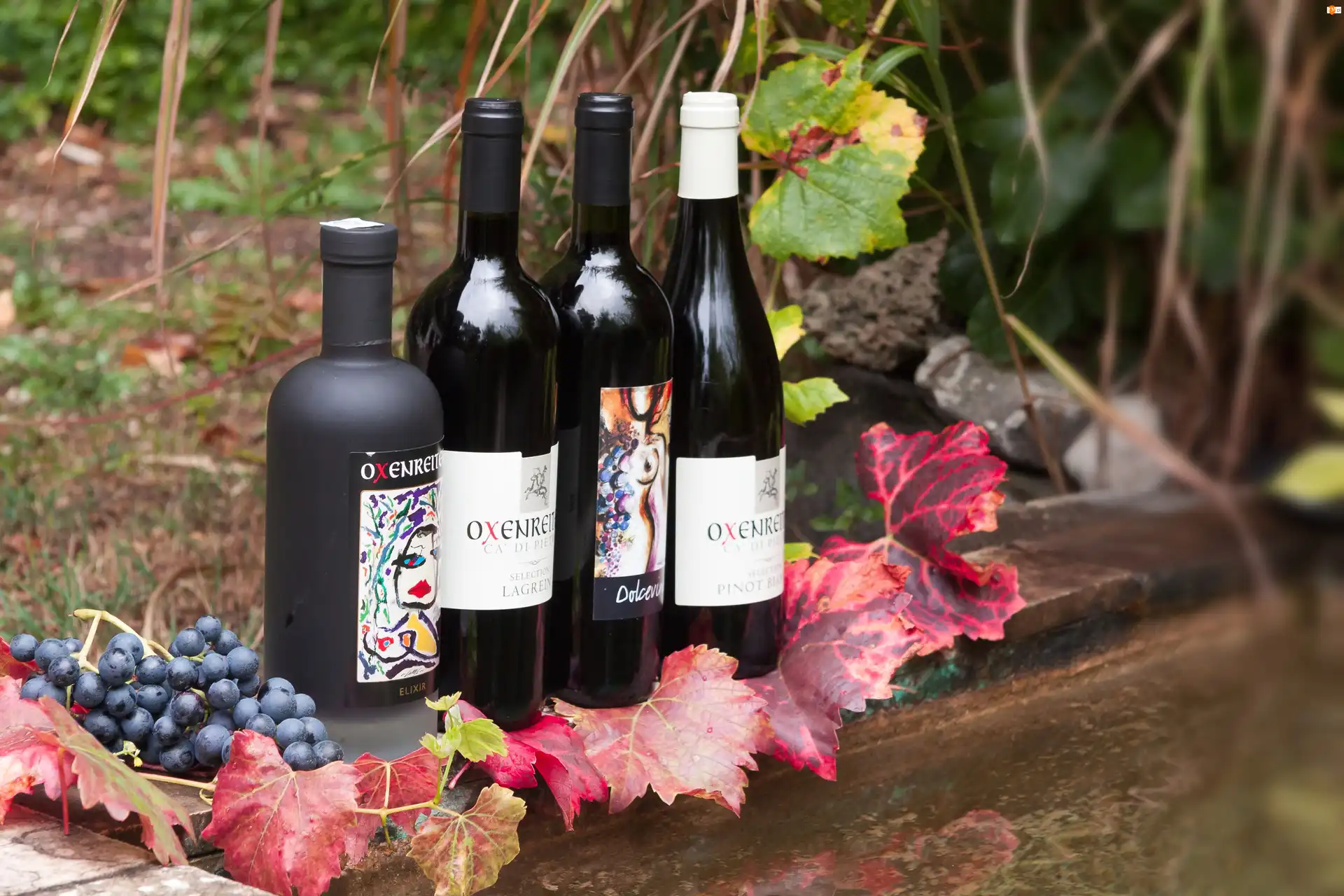 Wino, Butelki, Liście, Ogród, Ogrodzenie, Winogrona