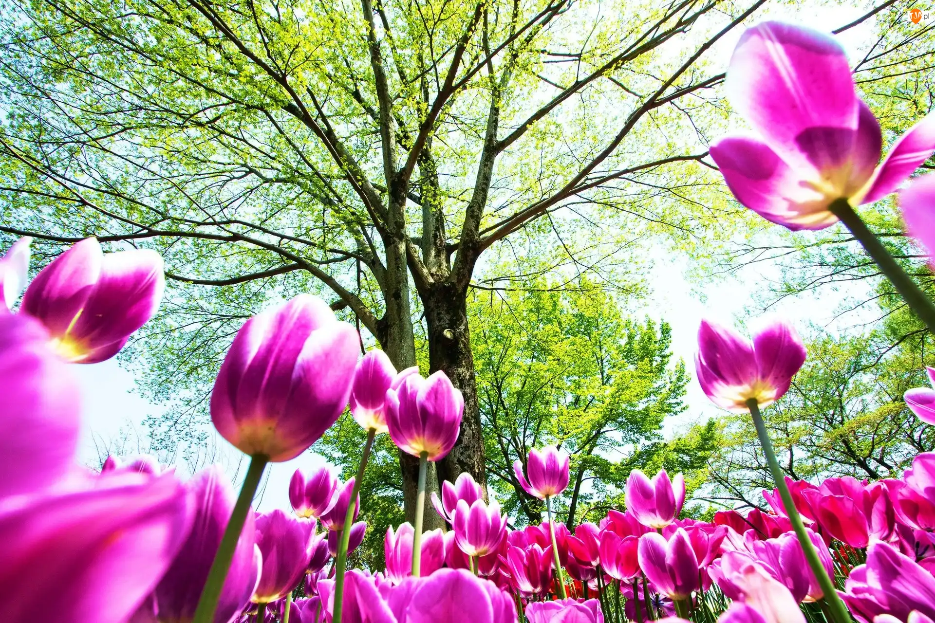 Drzewa, Tulipany, Kwiaty