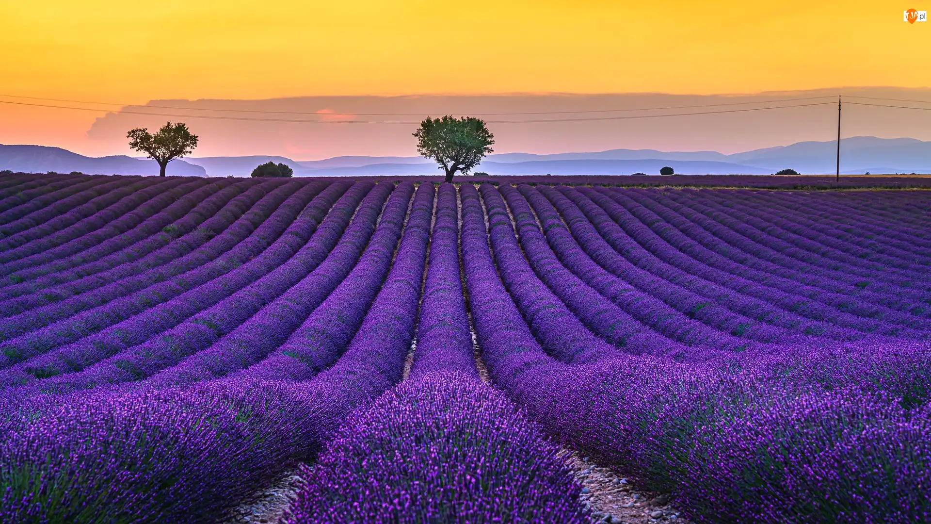 Pole, Lawenda, Francja, Wschód słońca, Prowansja, Valensole, Drzewa