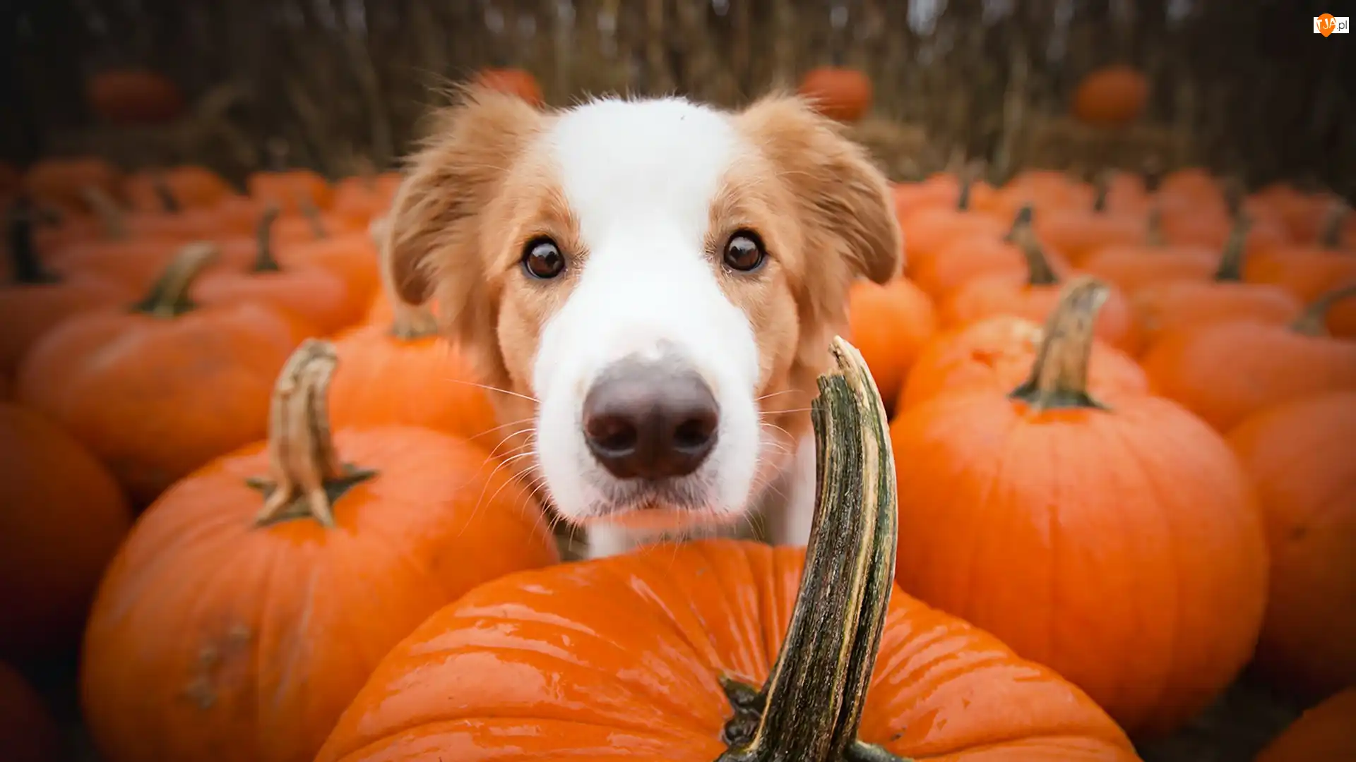 Dynie, Pies, Border collie