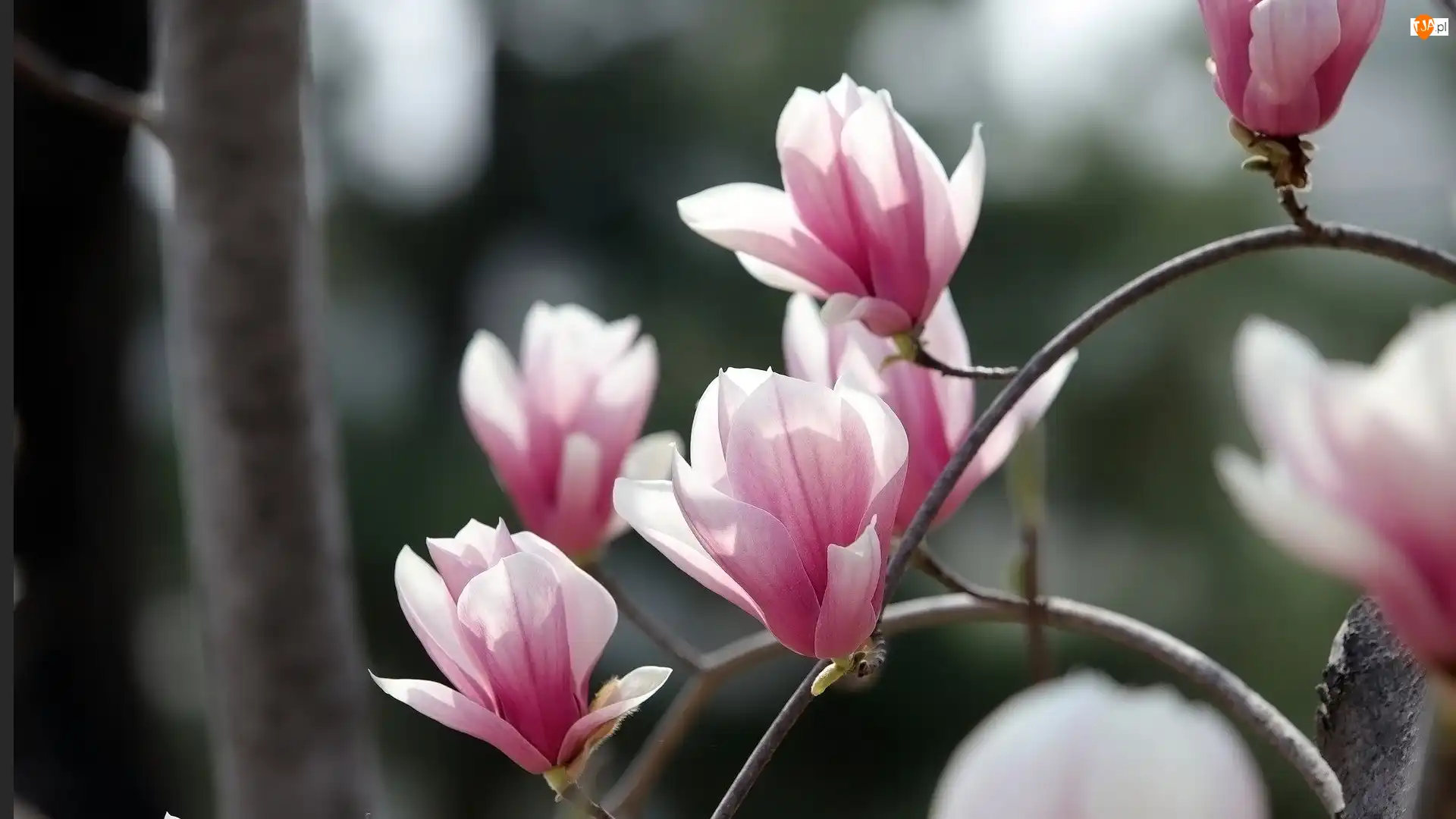 Kwiaty, Biało-różowe, Magnolie