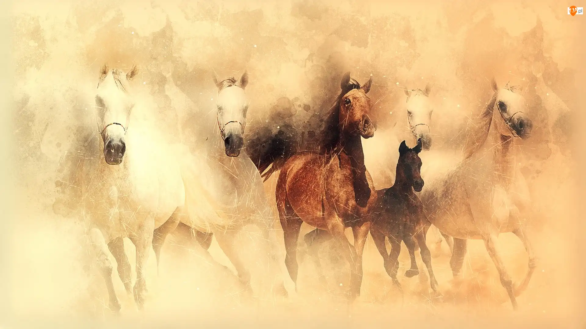 Galop, Grafika, Konie
