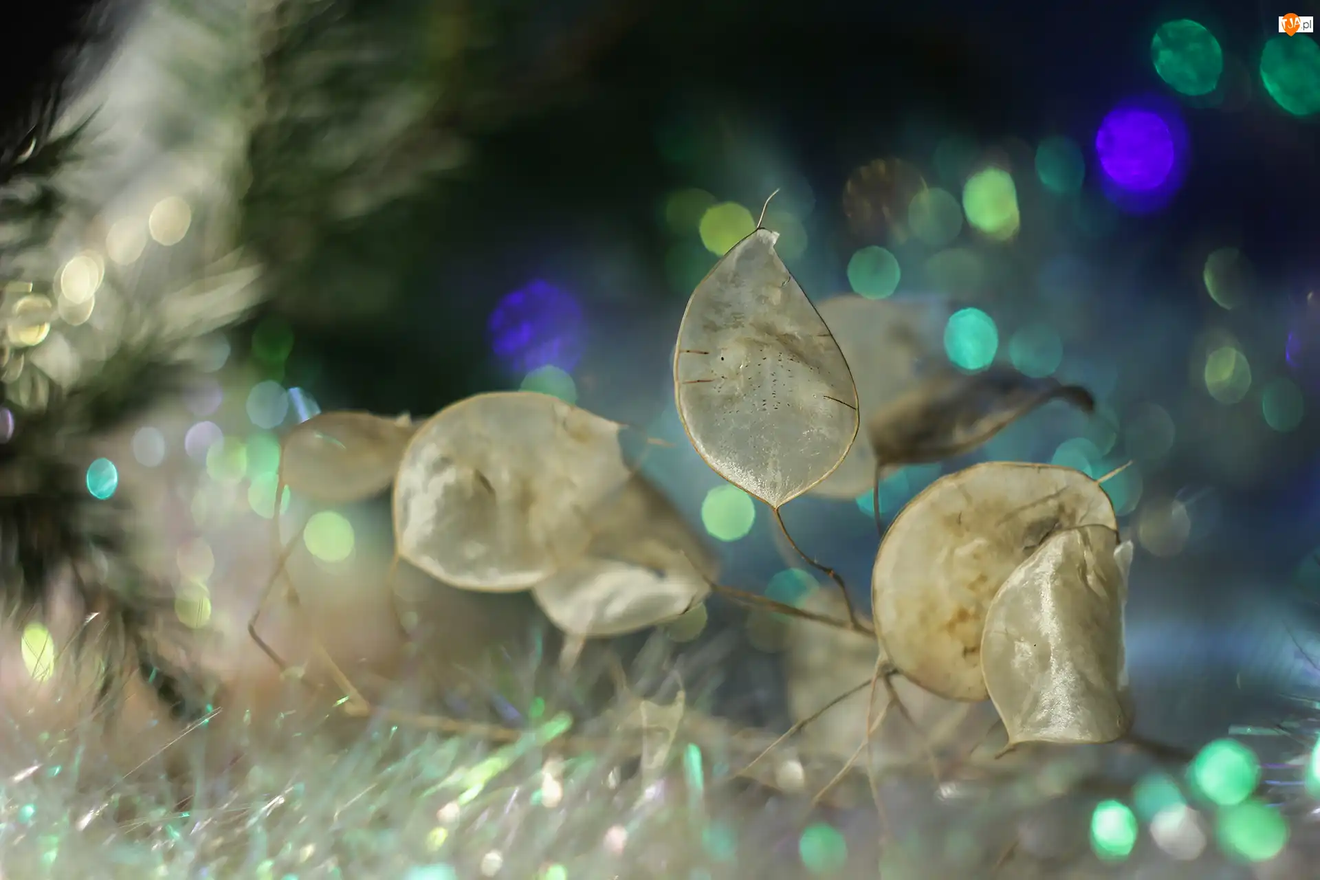 Bokeh, Miesiącznica roczna, Sucha, Roślina
