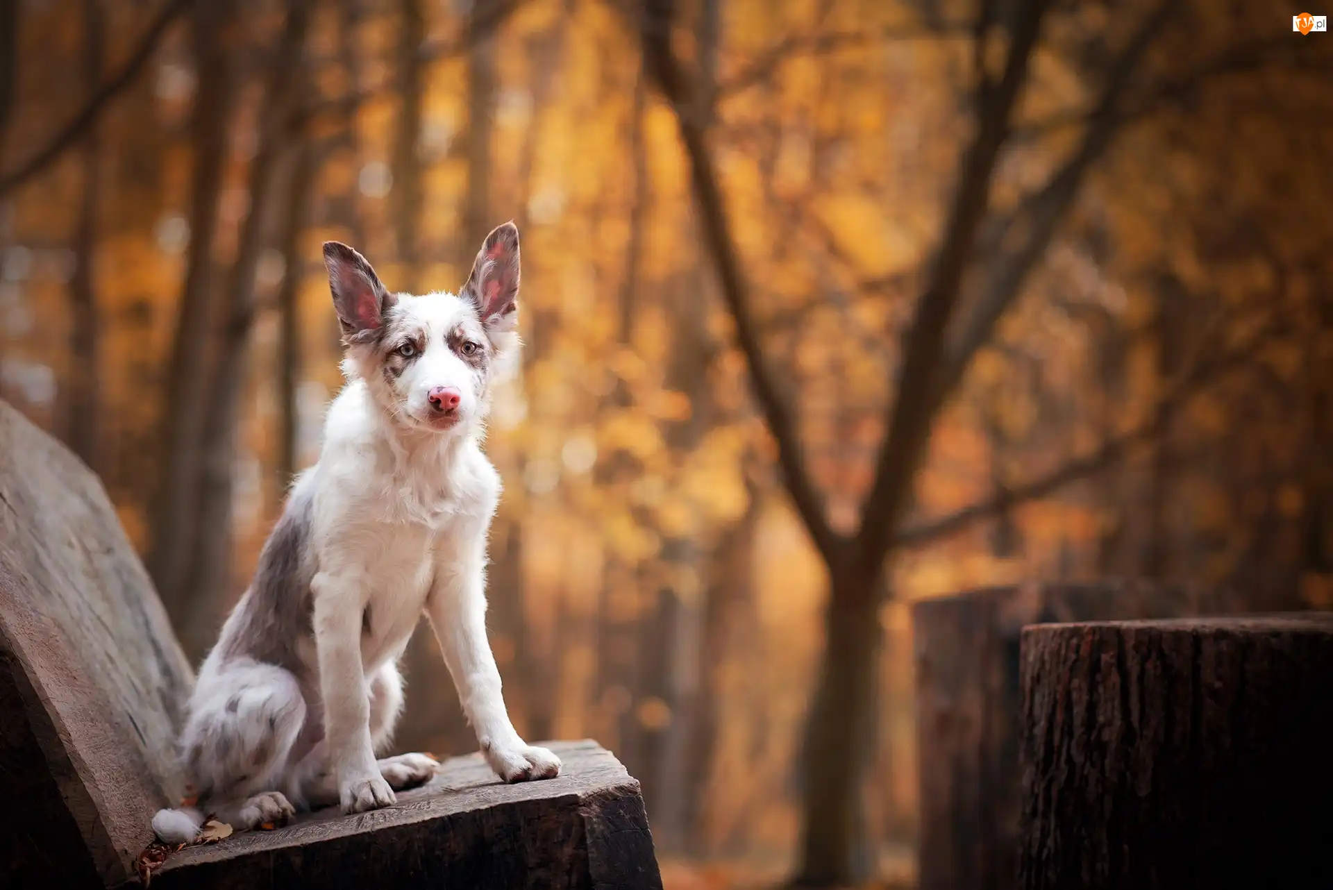 Ławka, Młody, Border collie