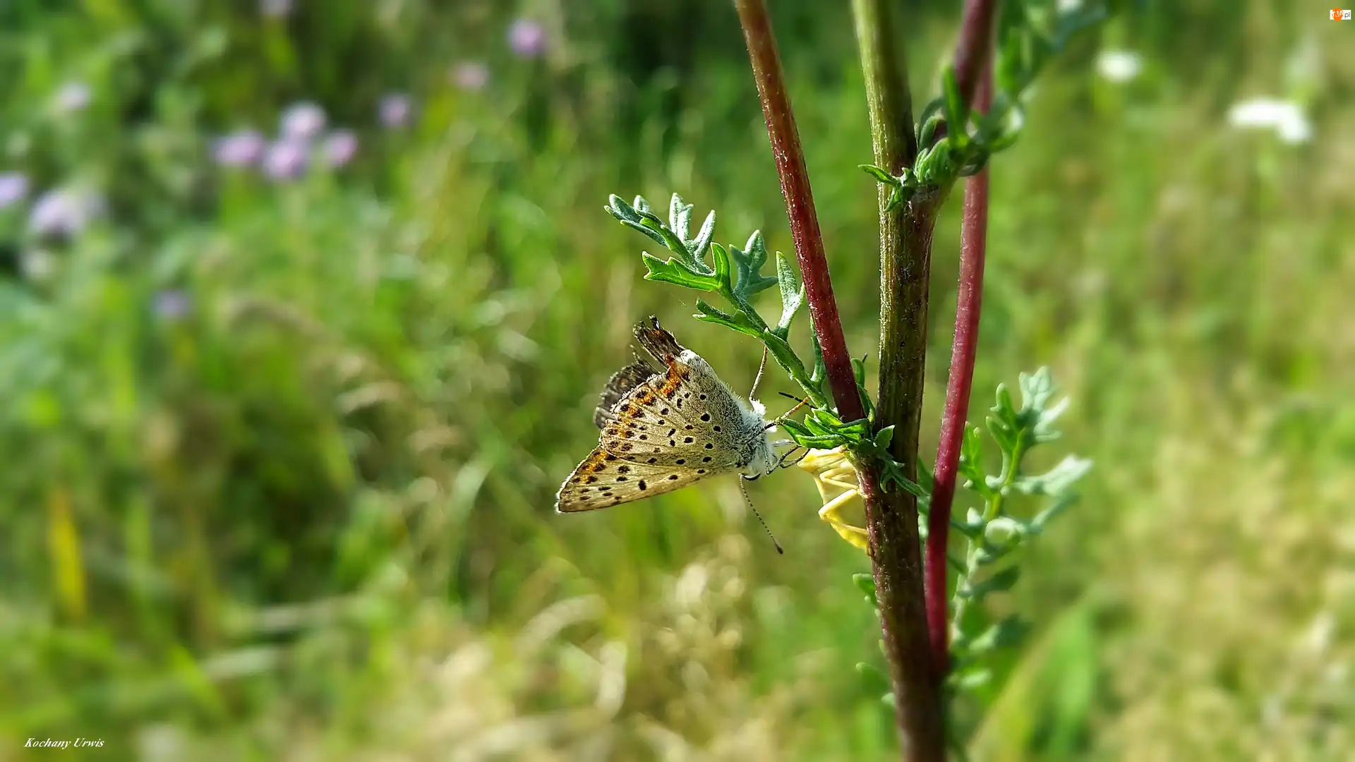 Gałązka, Motyl