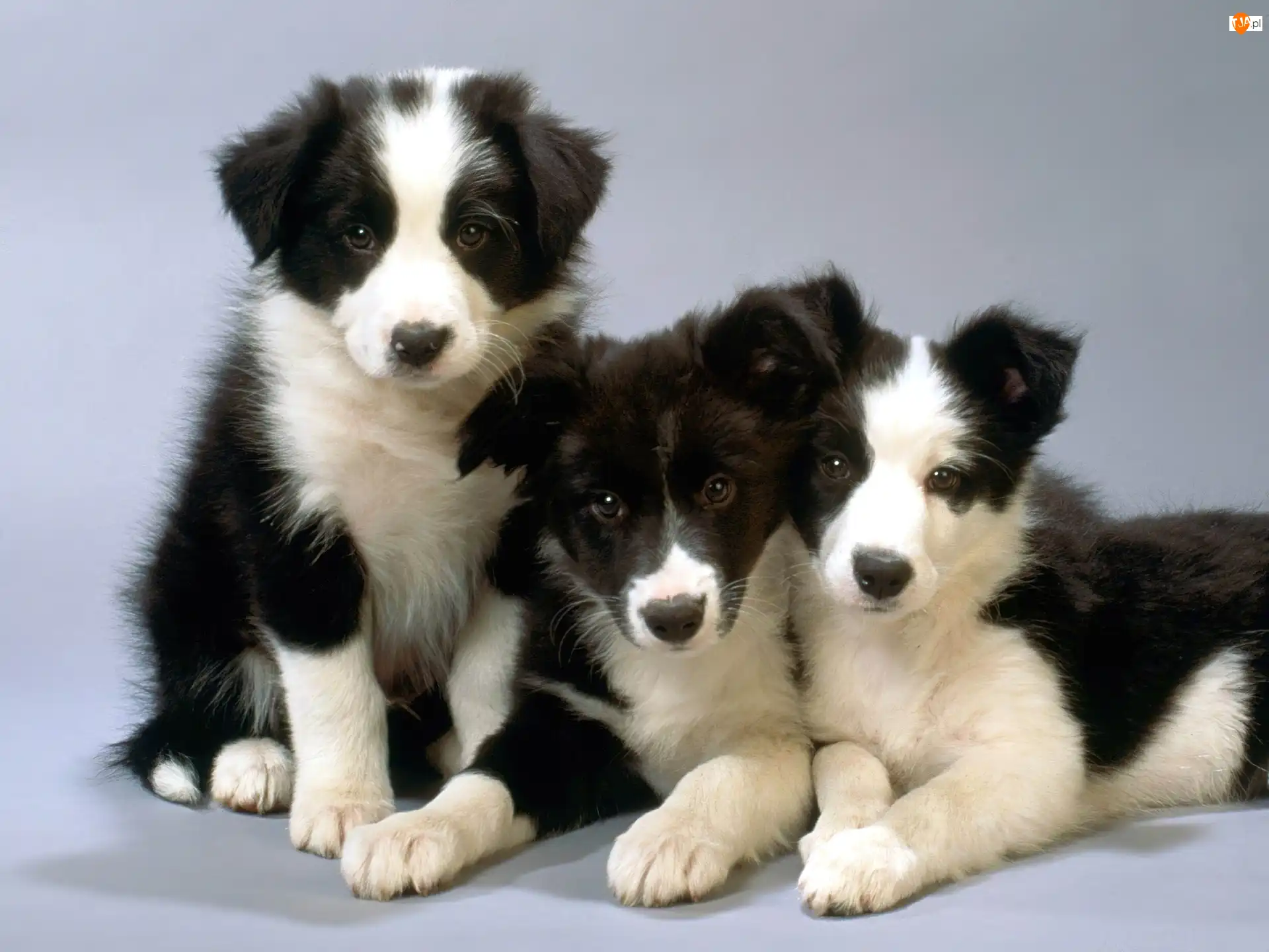 Pieski, Collie, Słodkie, Trzy, Border