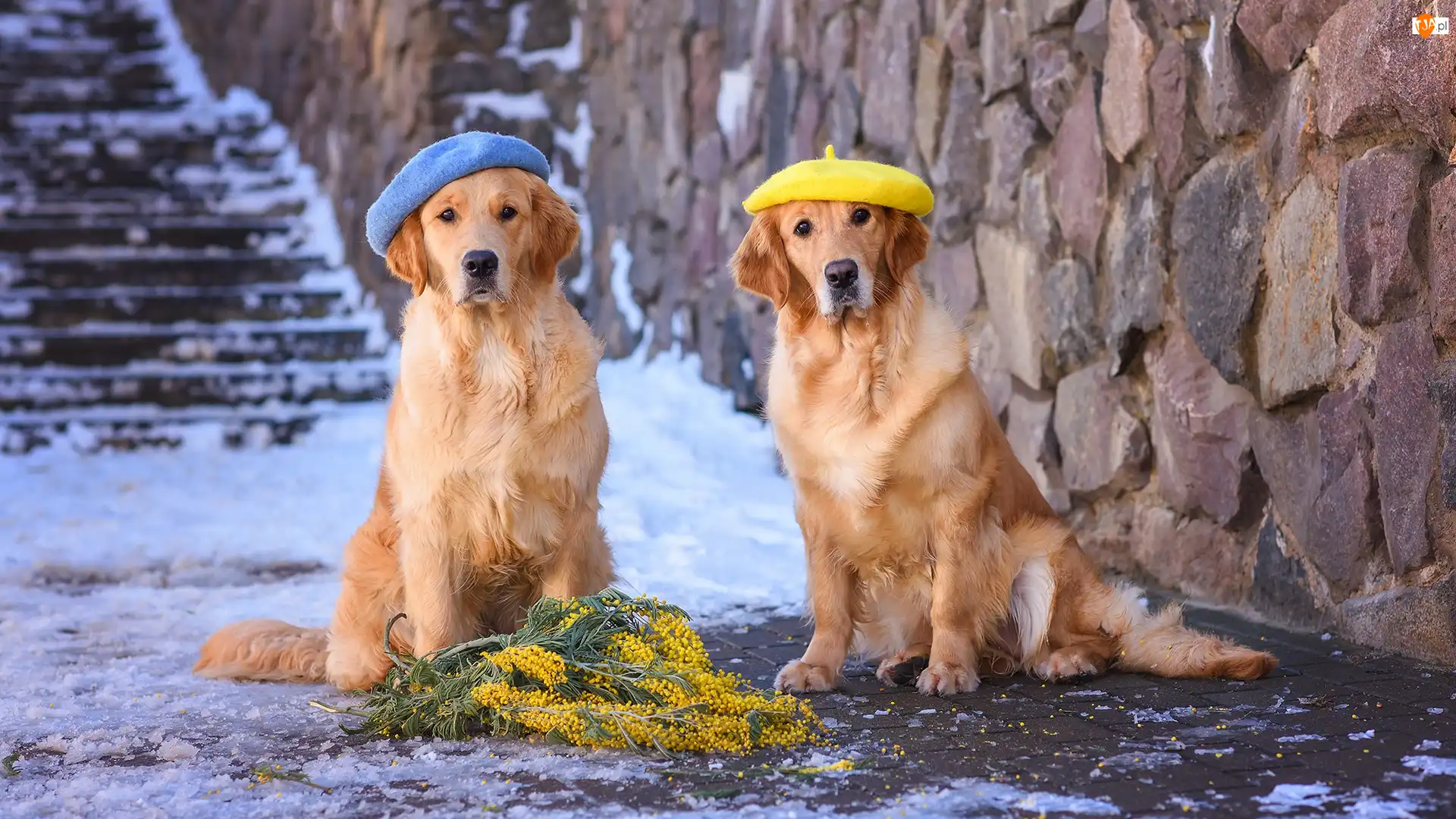 Berety, Akacja srebrzysta, Golden retrievery, Psy, Gałązki