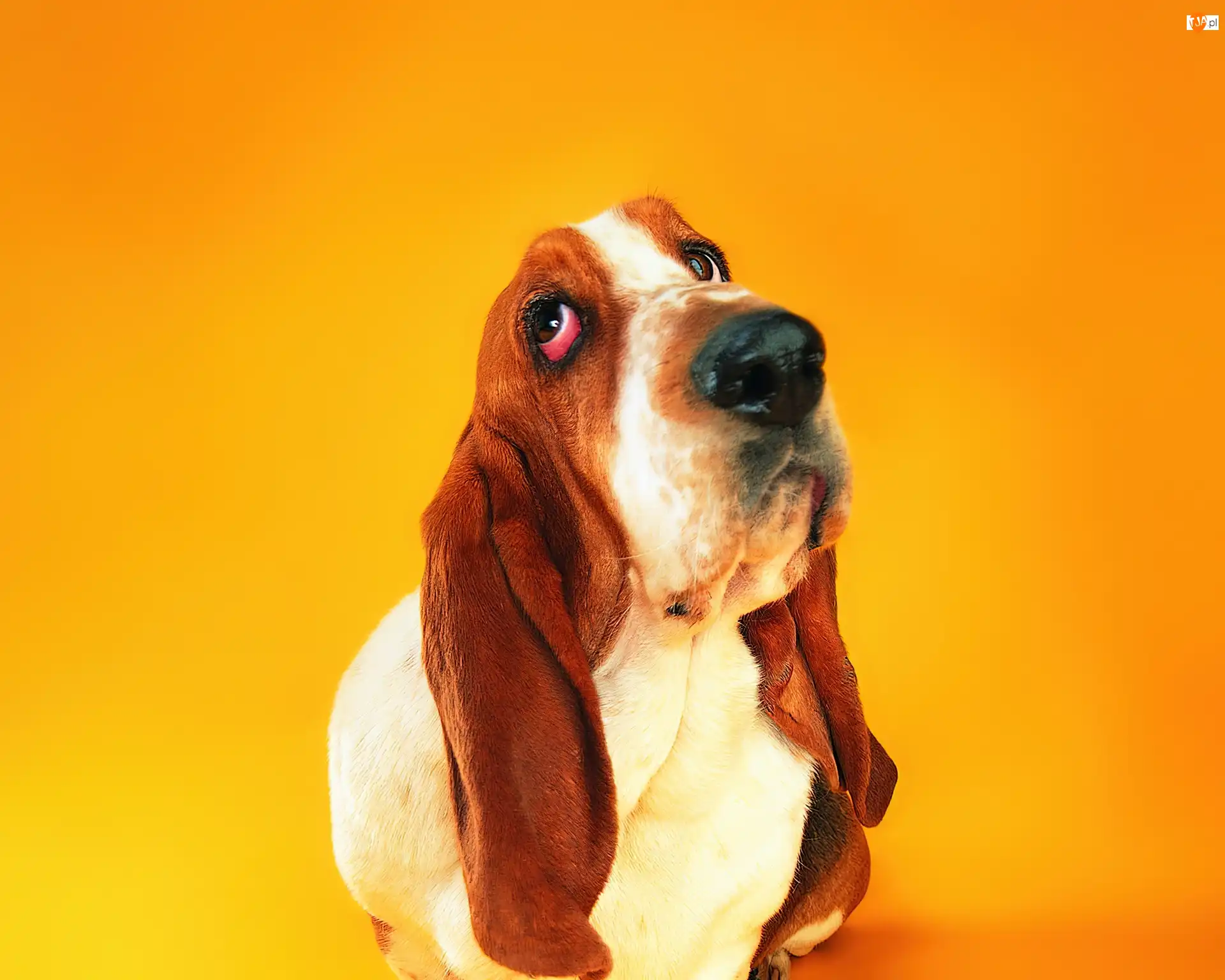 Uszy, Basset, Długie