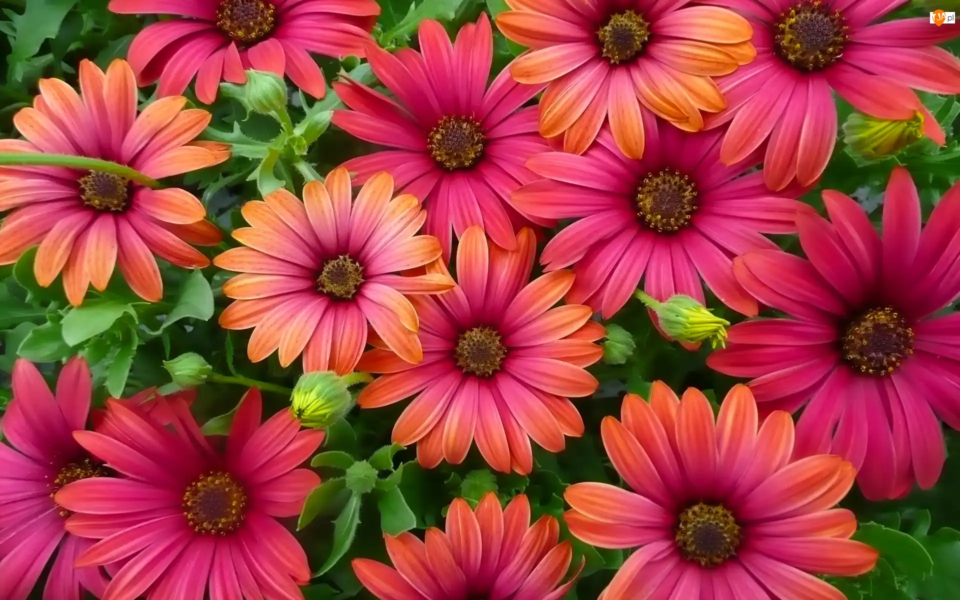 Stokrotki afrykańskie, Kwiaty, Kolorowe, Osteospermum