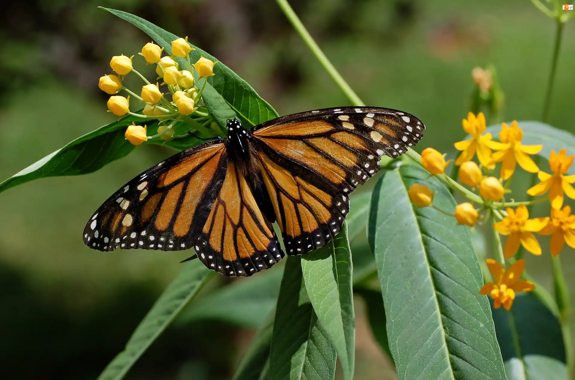 Kwiaty, Motyl, Monarch, Liście