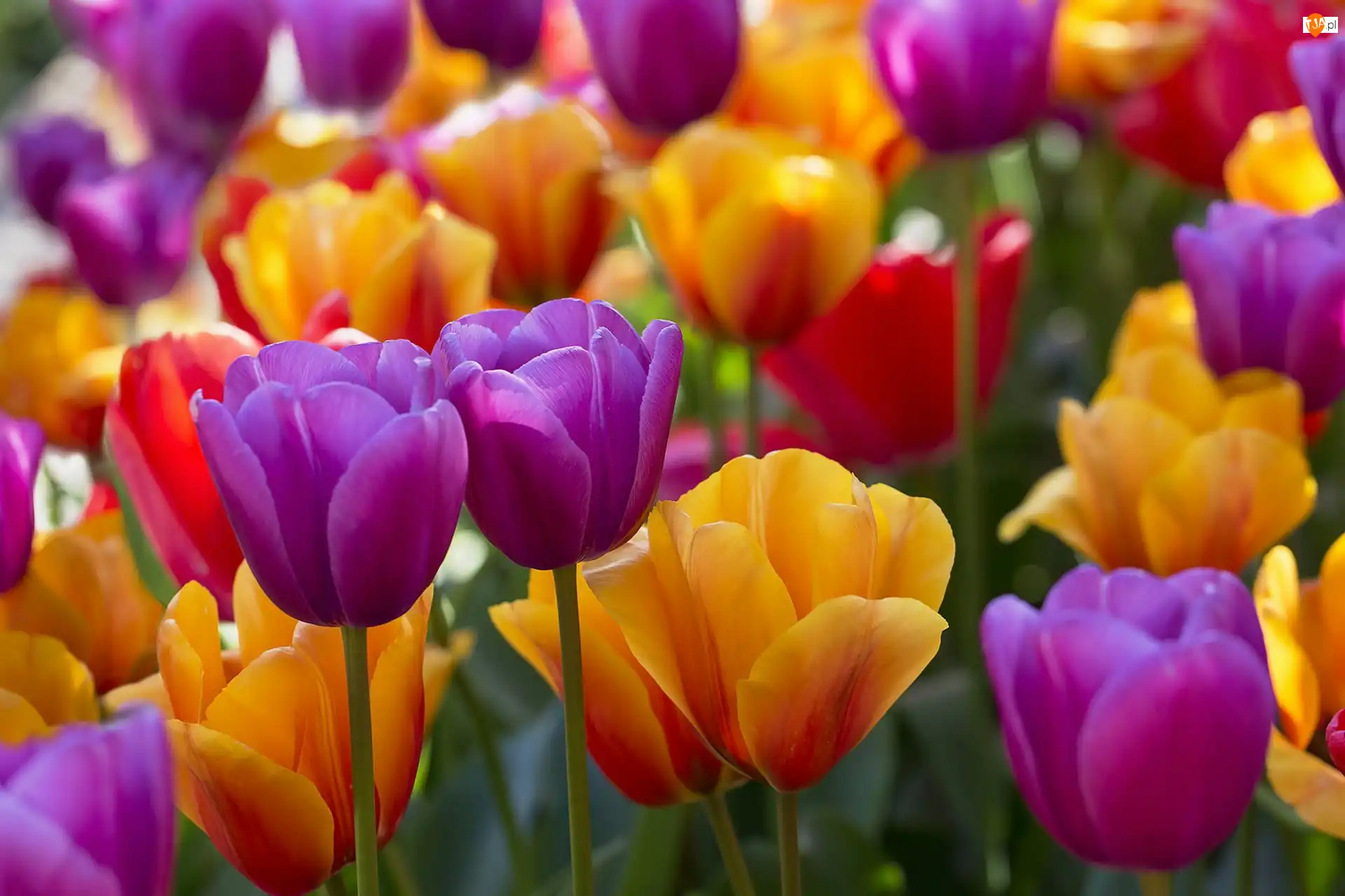 Tulipany, Żółte, Fioletowe