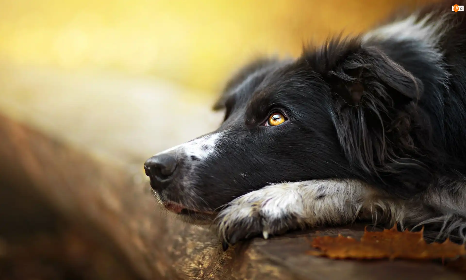 Kłoda, Pies, Border collie, Pysk