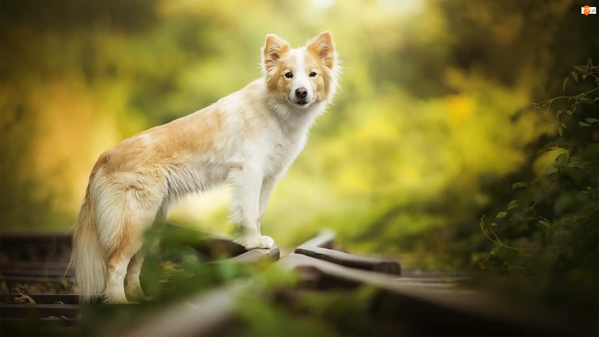 Tory, Pies, Border collie