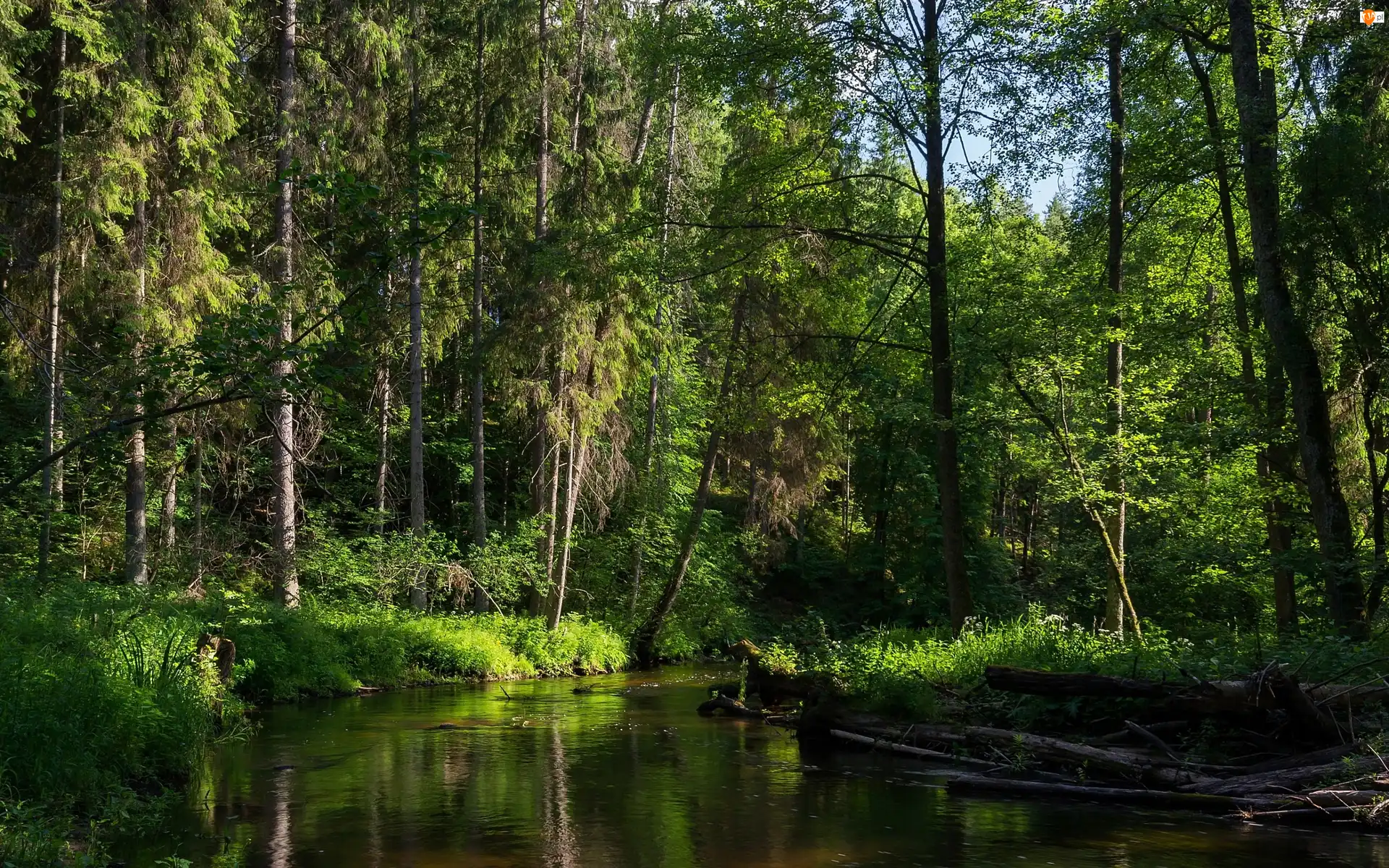 Przebijające Światło, Las, Rzeka