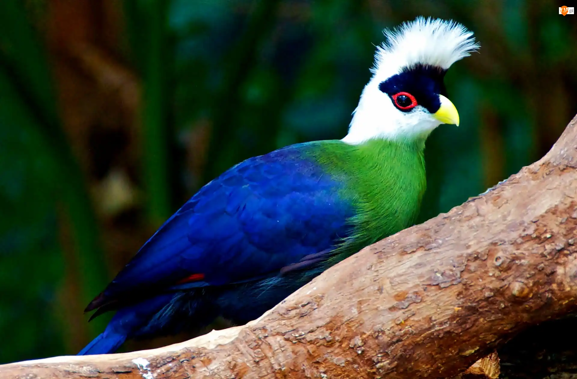 Konar, Turaco