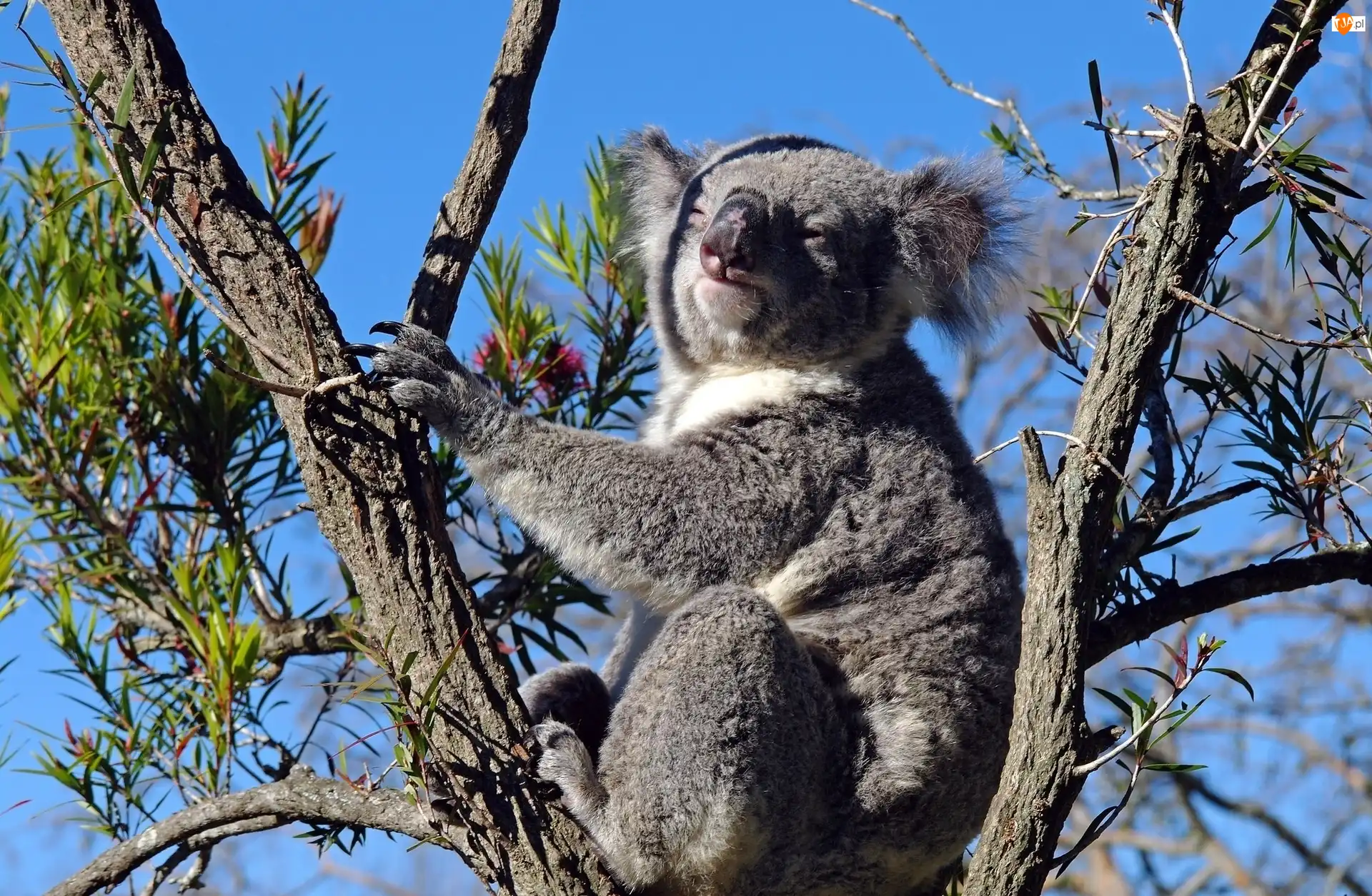 Drzewo, Miś, Koala