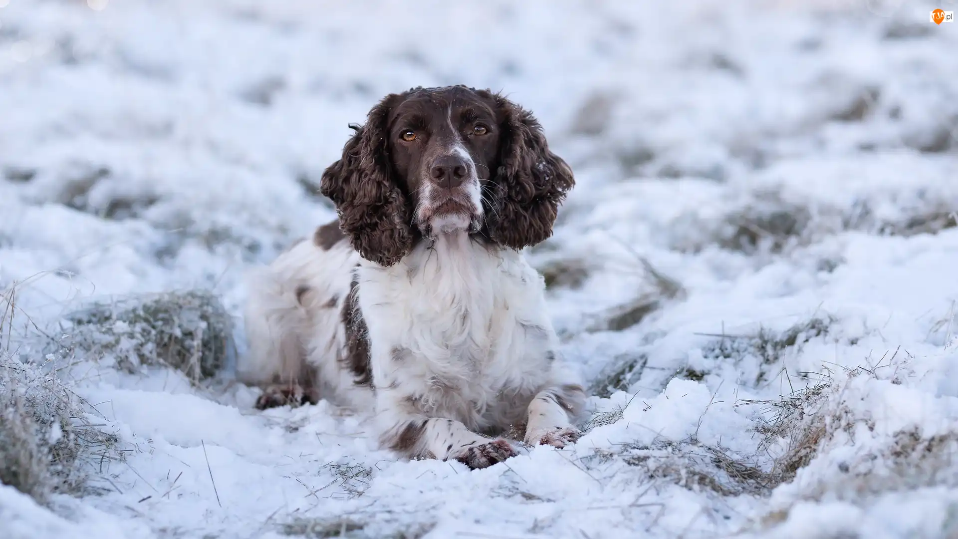 Śnieg, Pies, Biało-brązowy, Springer spaniel angielski
